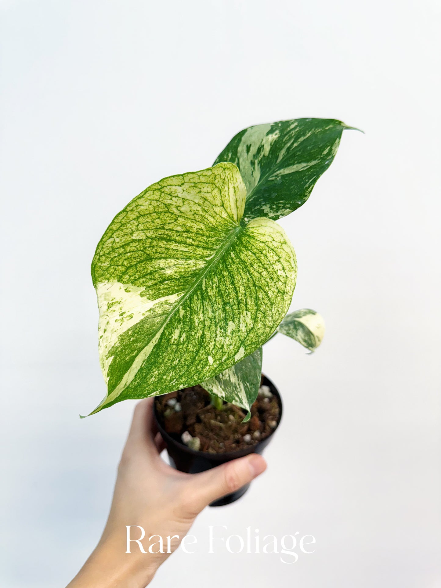 Monstera Mint Large Form (White Monster) 4”