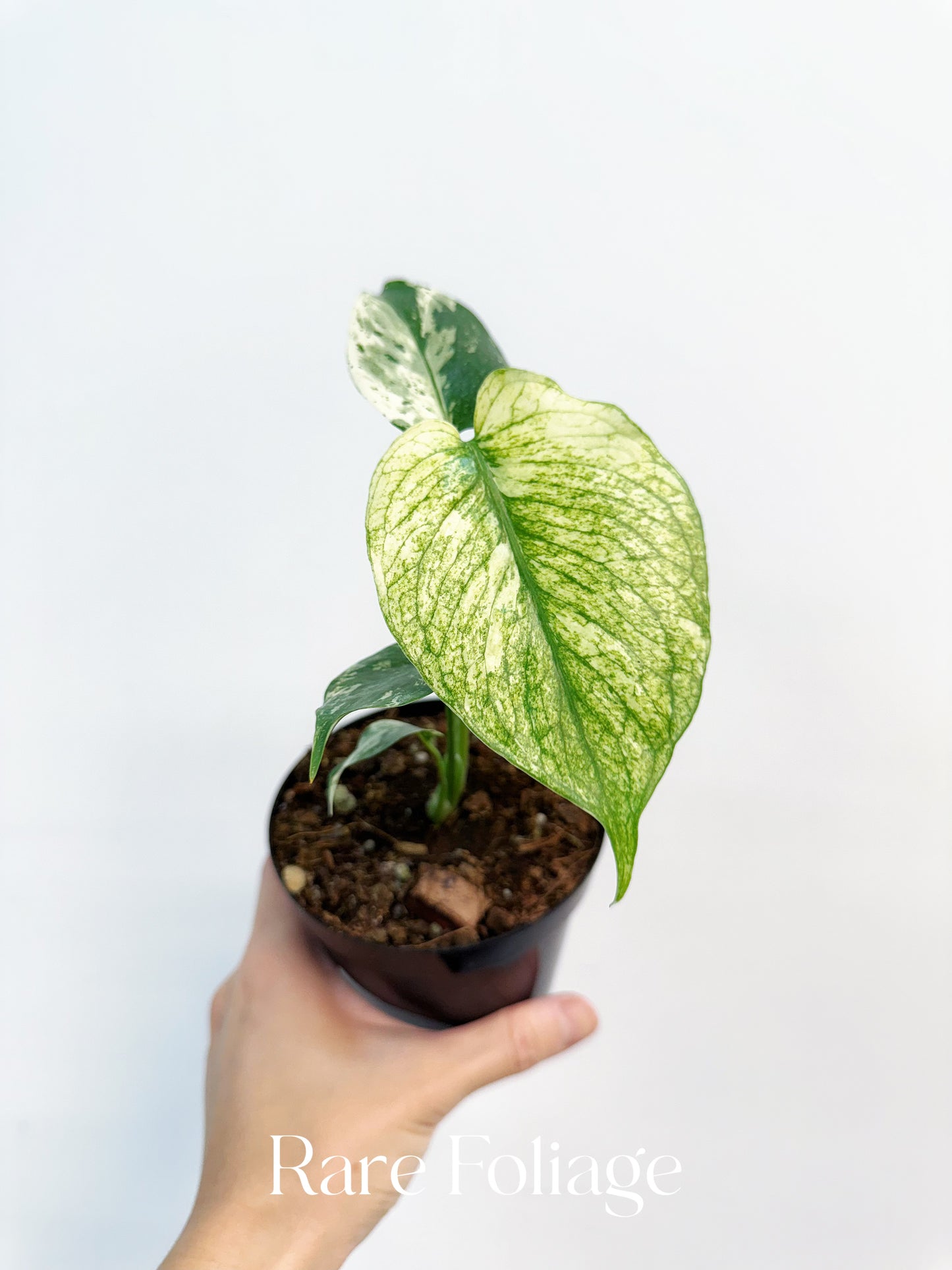 Monstera Mint Large Form (White Monster) 4”