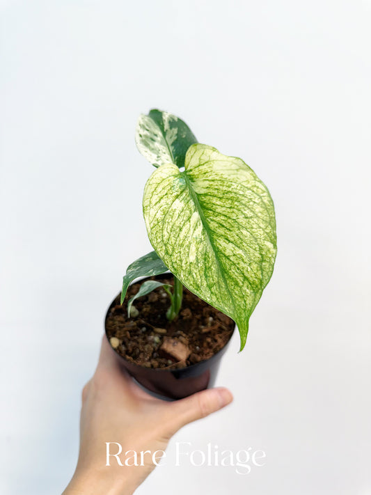 Monstera Mint Large Form (White Monster) 4”
