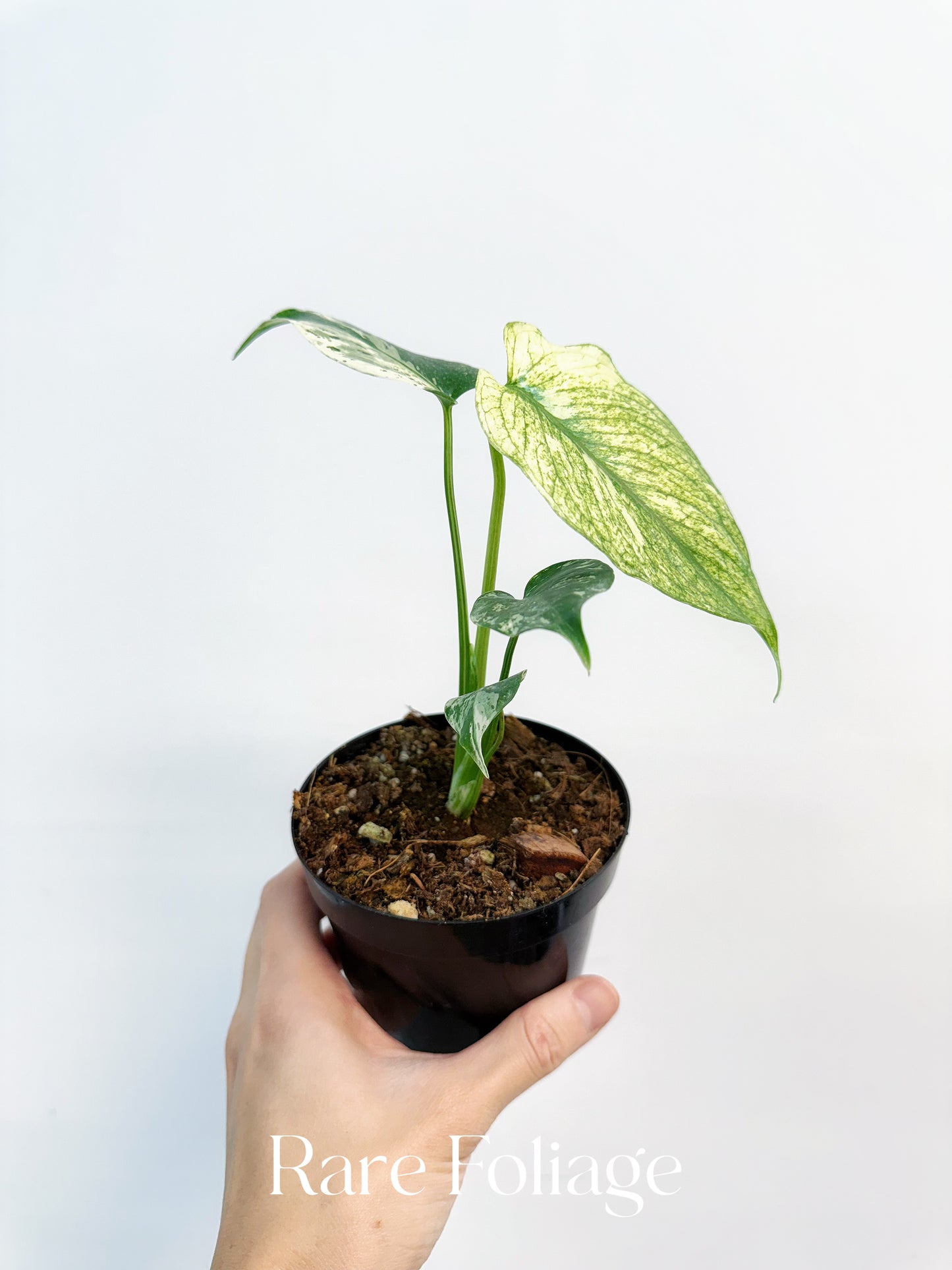 Monstera Mint Large Form (White Monster) 4”