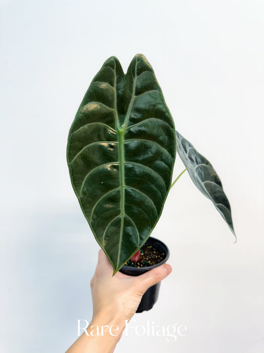 Alocasia Watsoniana 4" - US SELLER