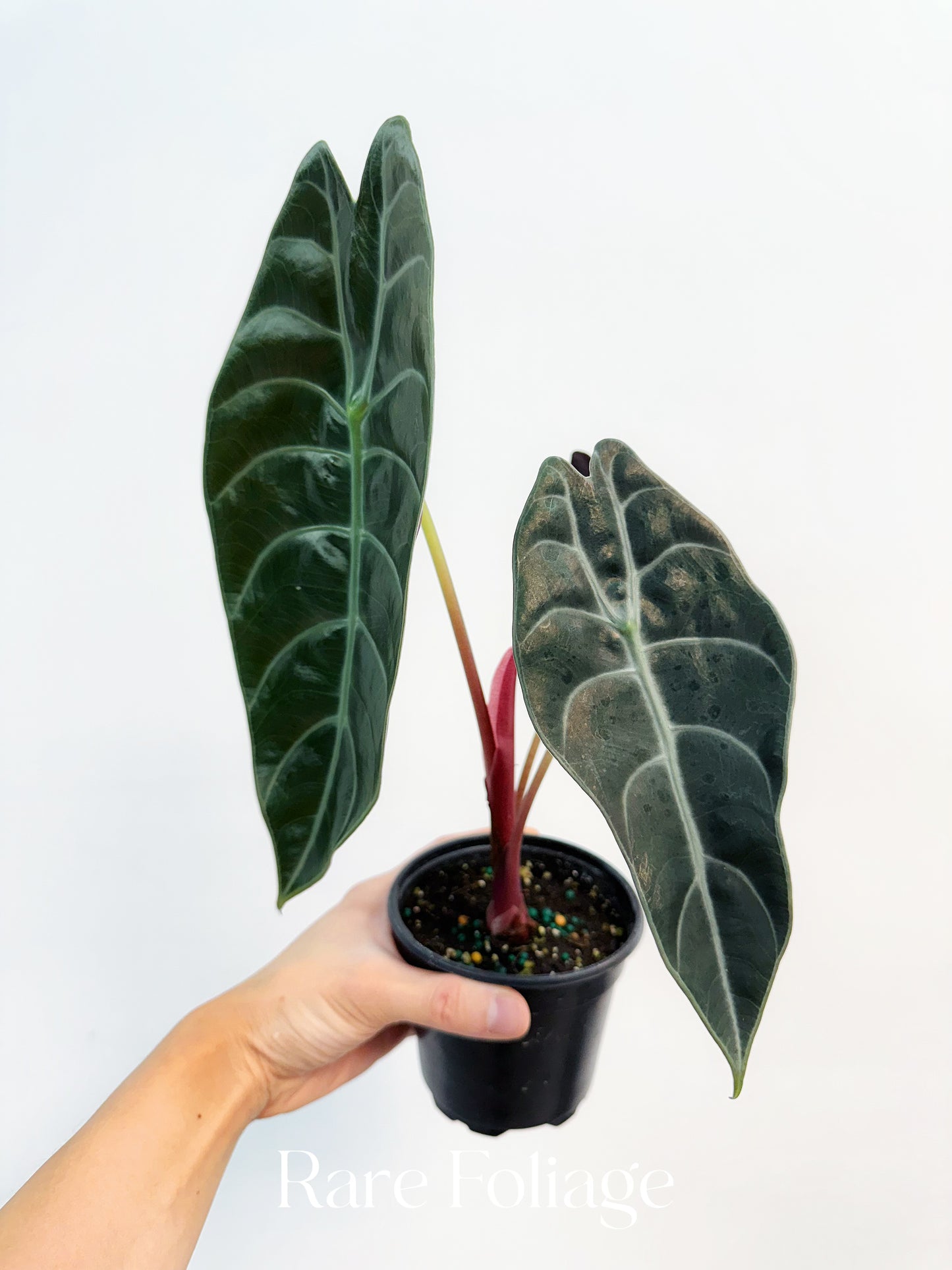 Alocasia Watsoniana 4" - US SELLER