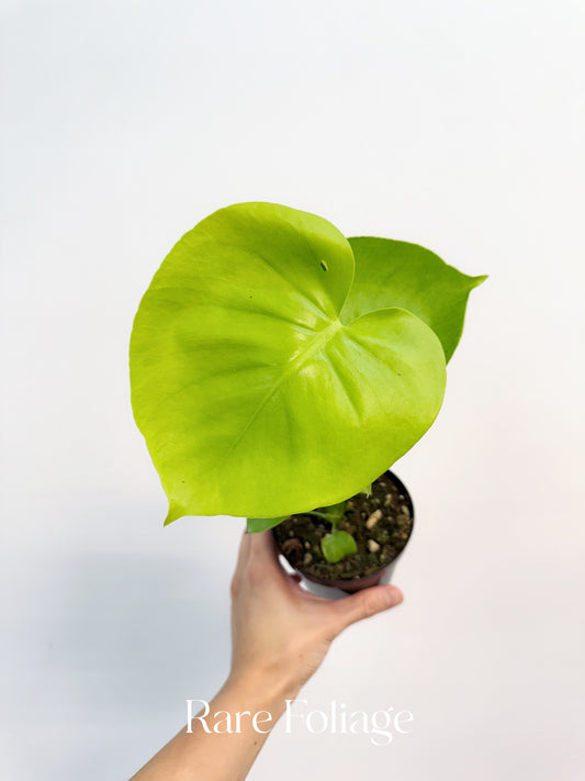 Monstera Lemon Lime 4”