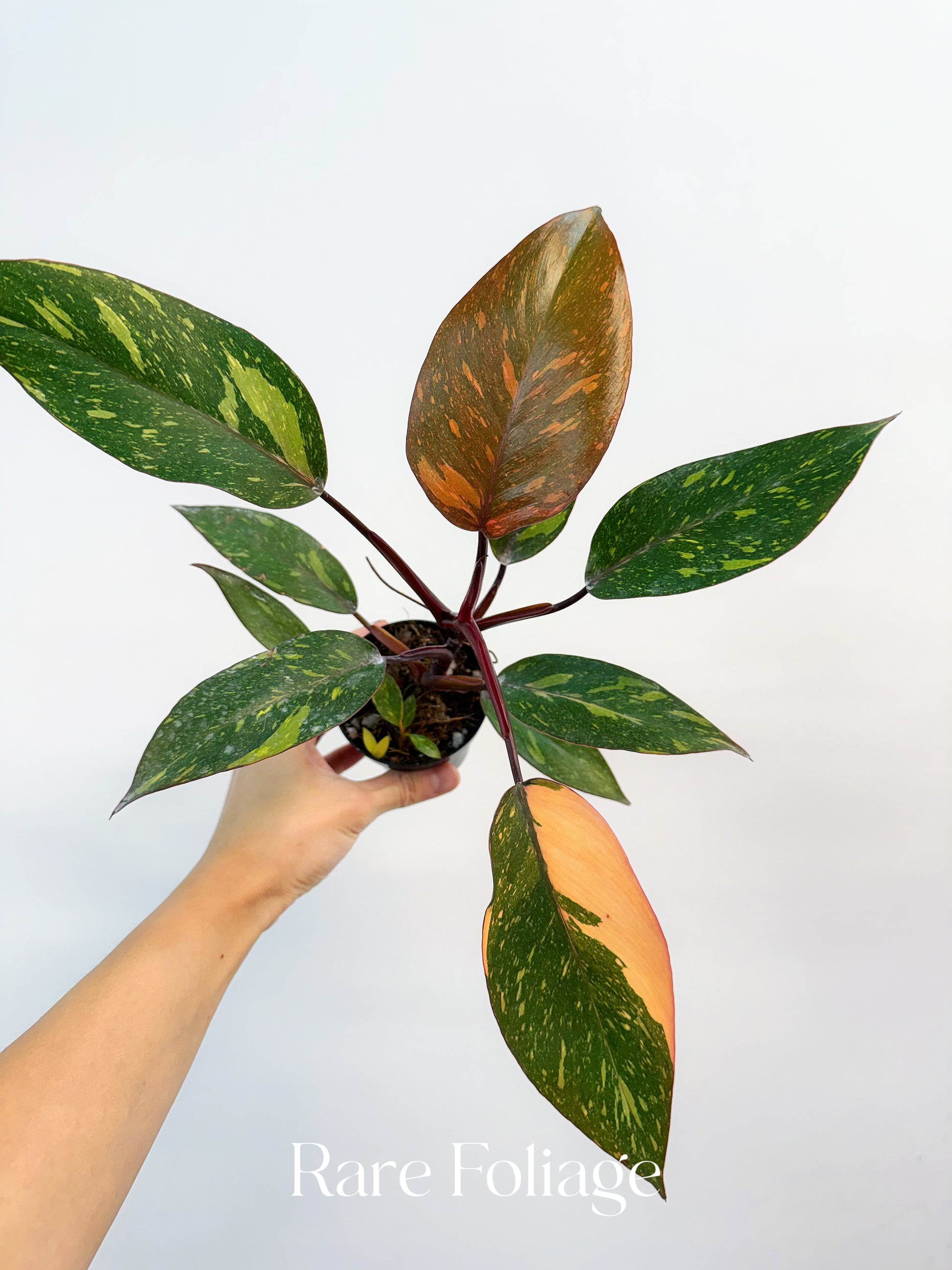 philodendron marble galaxy Philodendron Orange Princess Marble Galaxy 3”