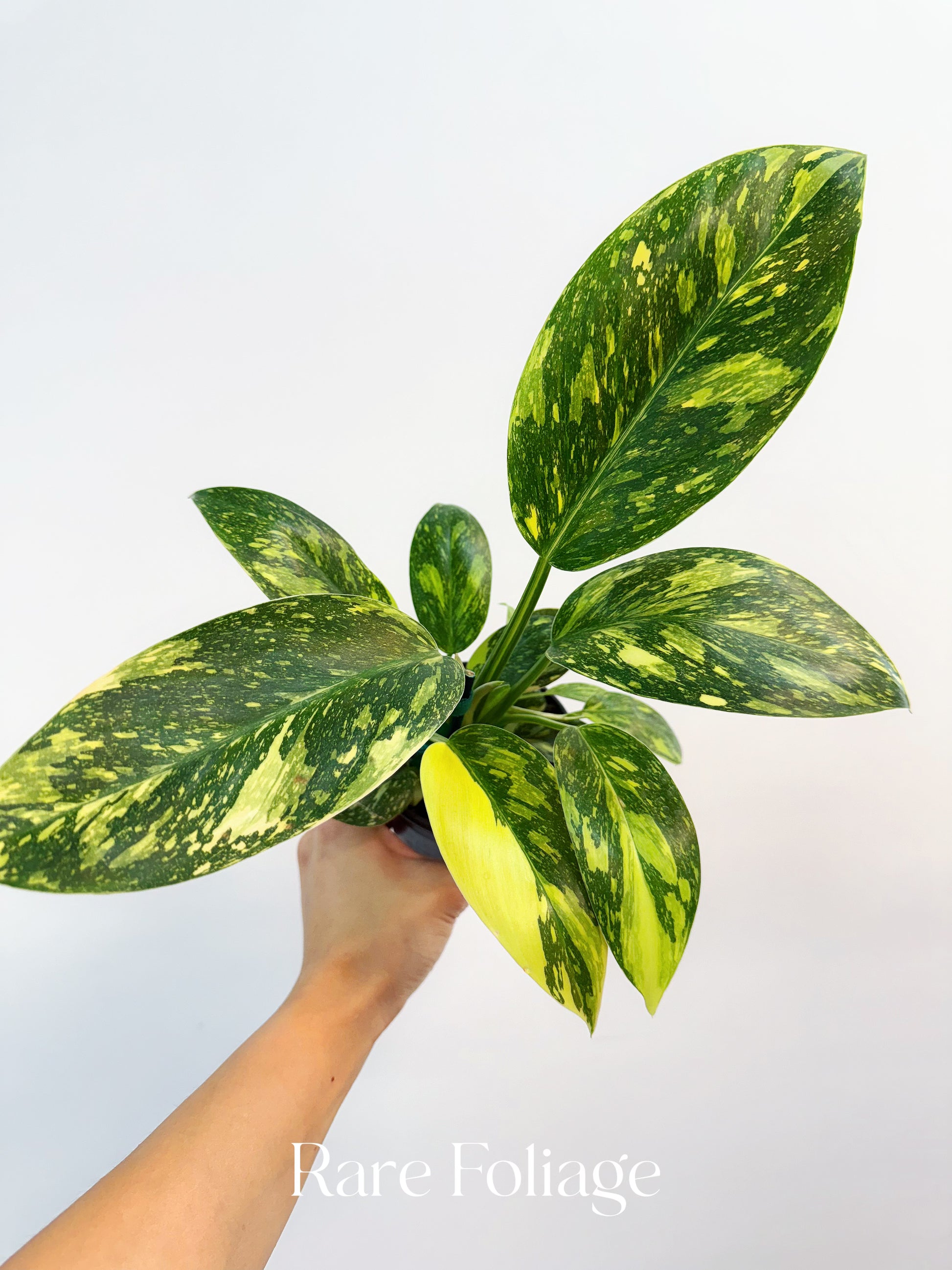 congo nuclear philodendron Philodendron Green Congo Nuclear Variegated 4” – Rare Foliage Plant Co
