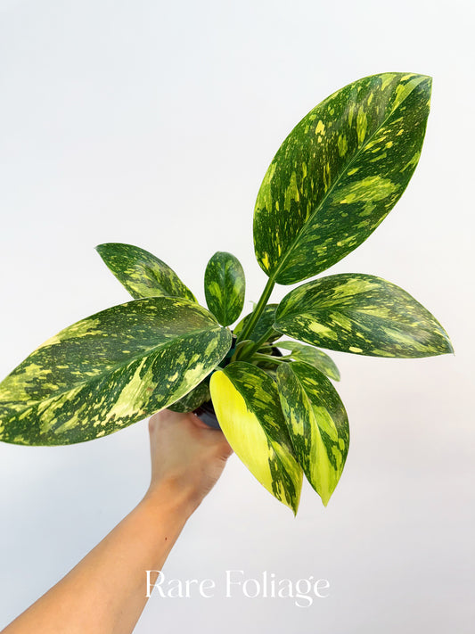 Philodendron Green Congo Nuclear Variegated 4”