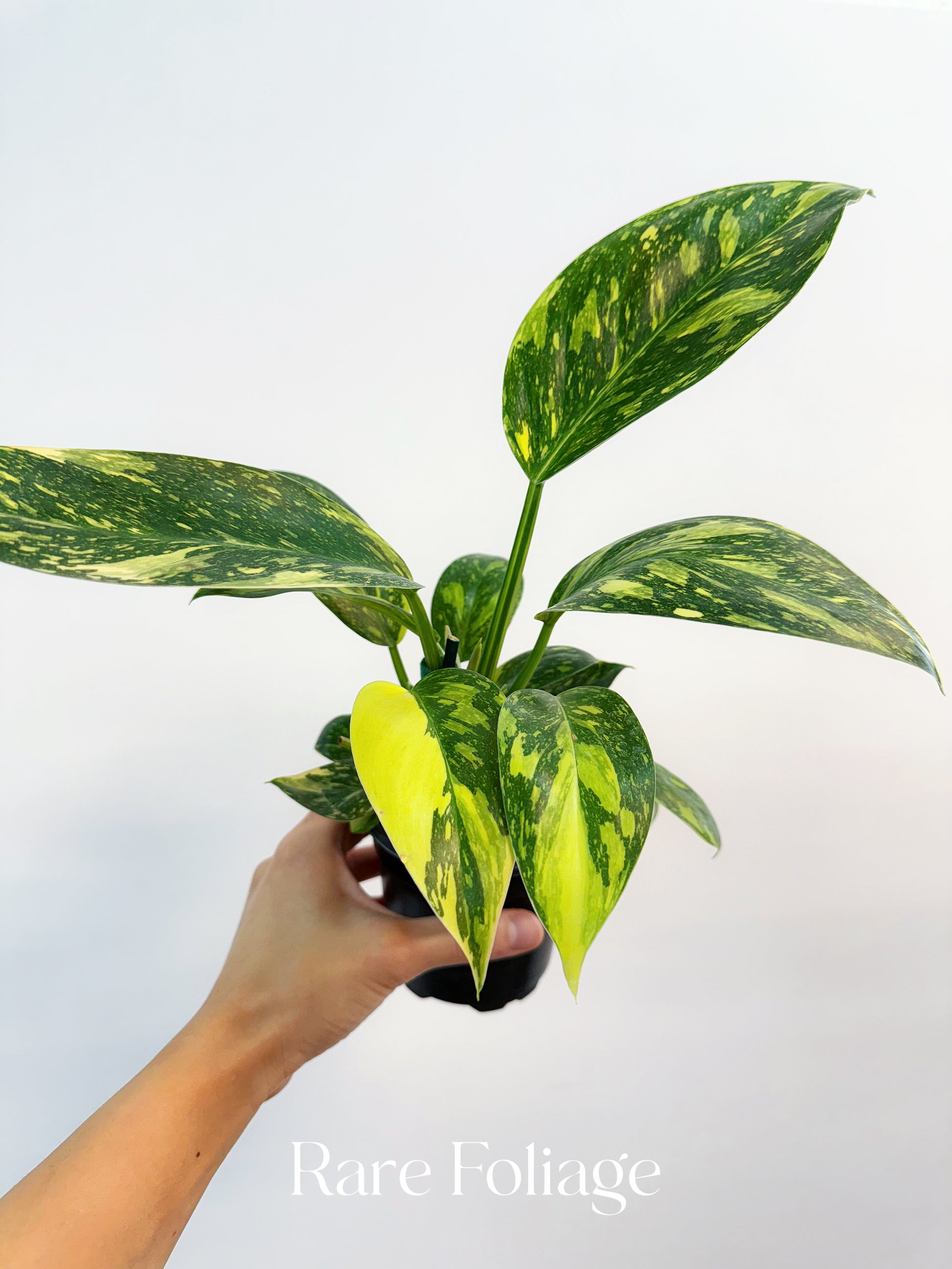 philodendron green congo verigated Philodendron Green Congo Nuclear Variegated 4” – Rare Foliage Plant Co