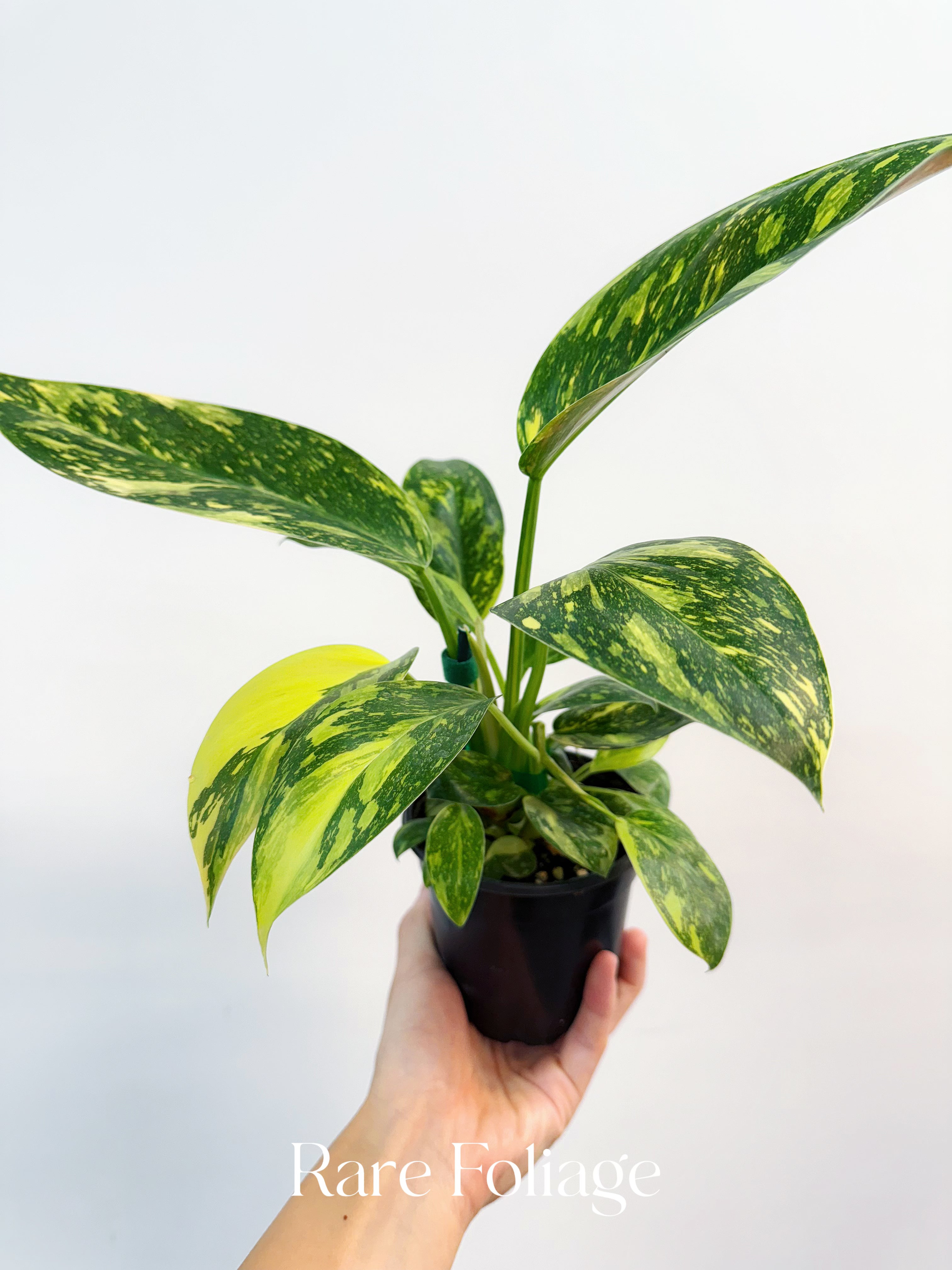 Philodendron Green Congo Nuclear Variegated - Thumbnail 4