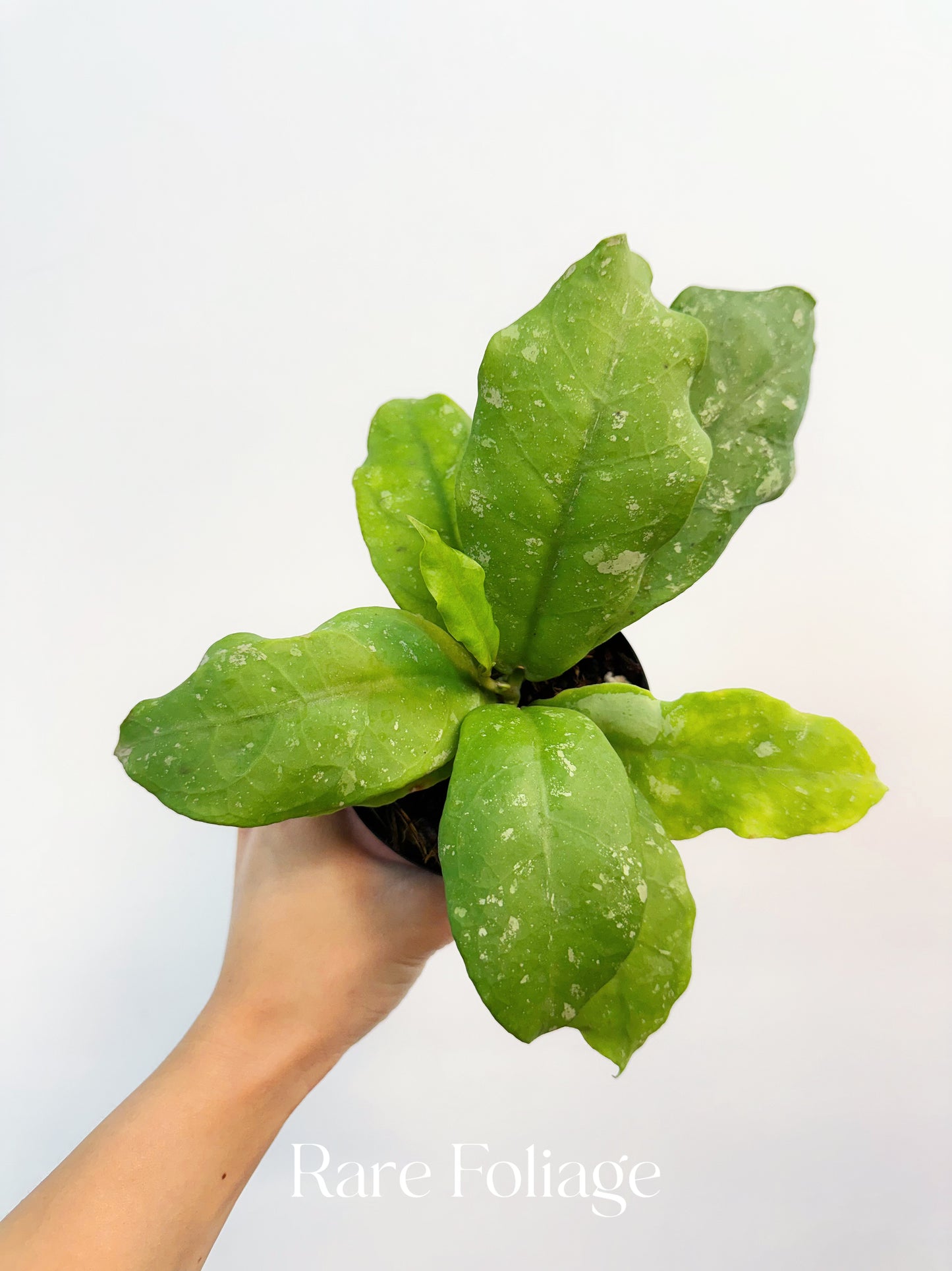 Hoya Mitrata 4”