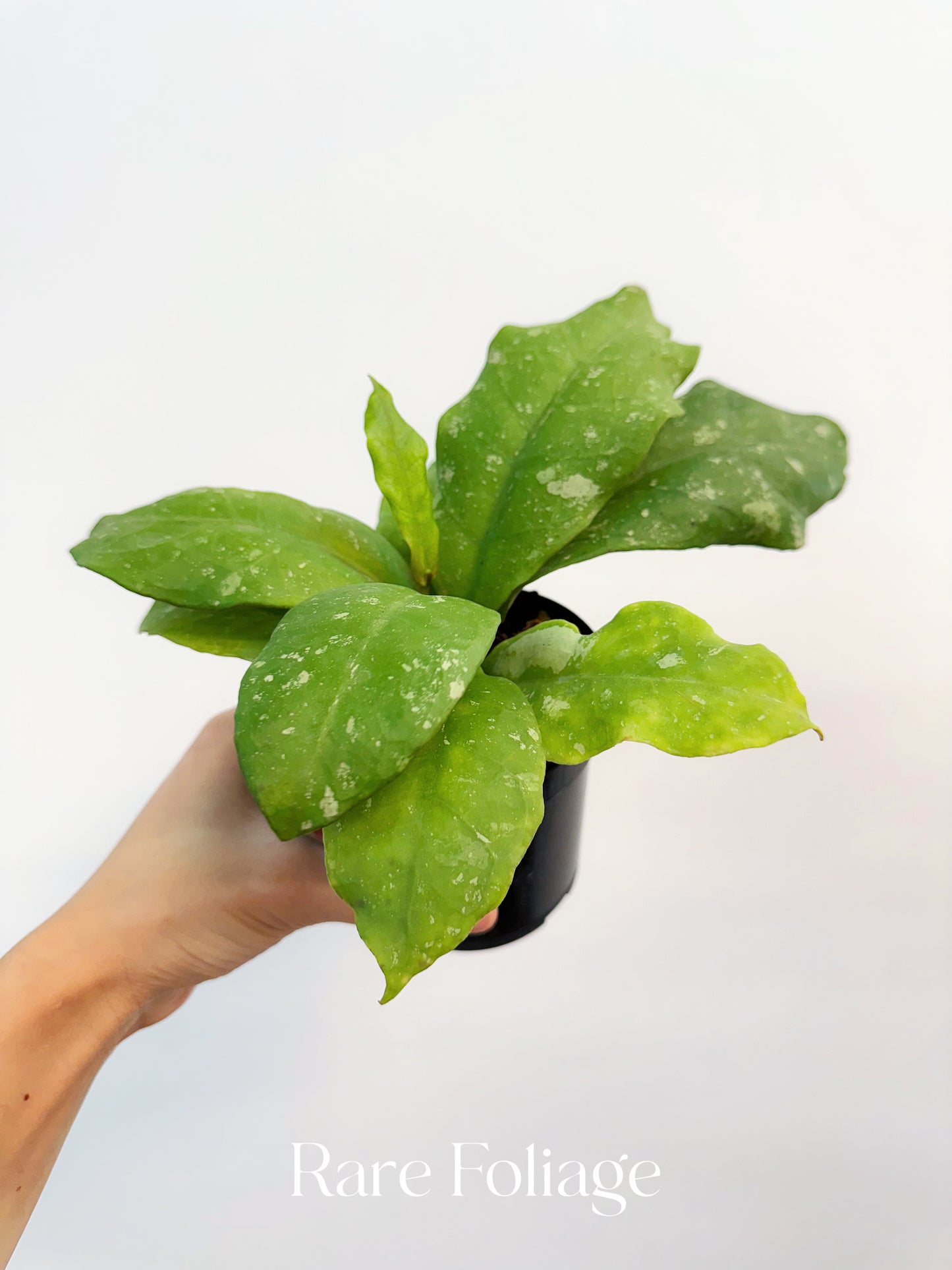 Hoya Mitrata 4”