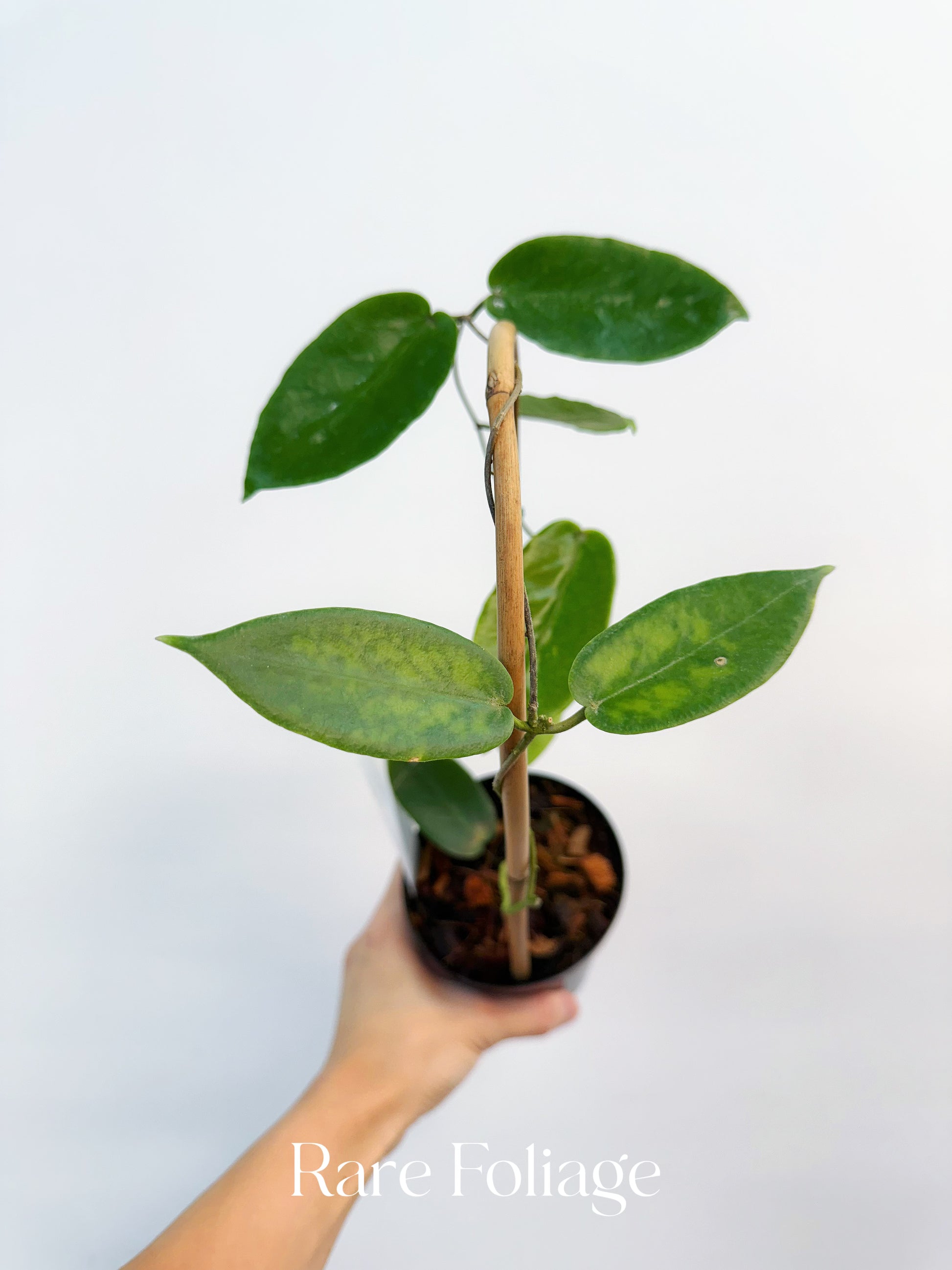 Hoya Inflata 4” – Rare Foliage Plant Co Hoya Inflata 4” – Rare Foliage Plant Co
