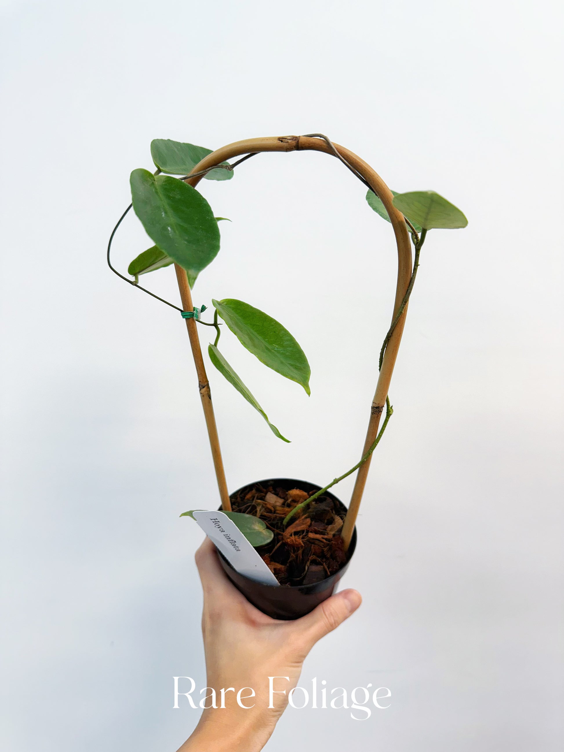 Hoya Inflata 4” – Rare Foliage Plant Co Hoya Inflata 4” – Rare Foliage Plant Co