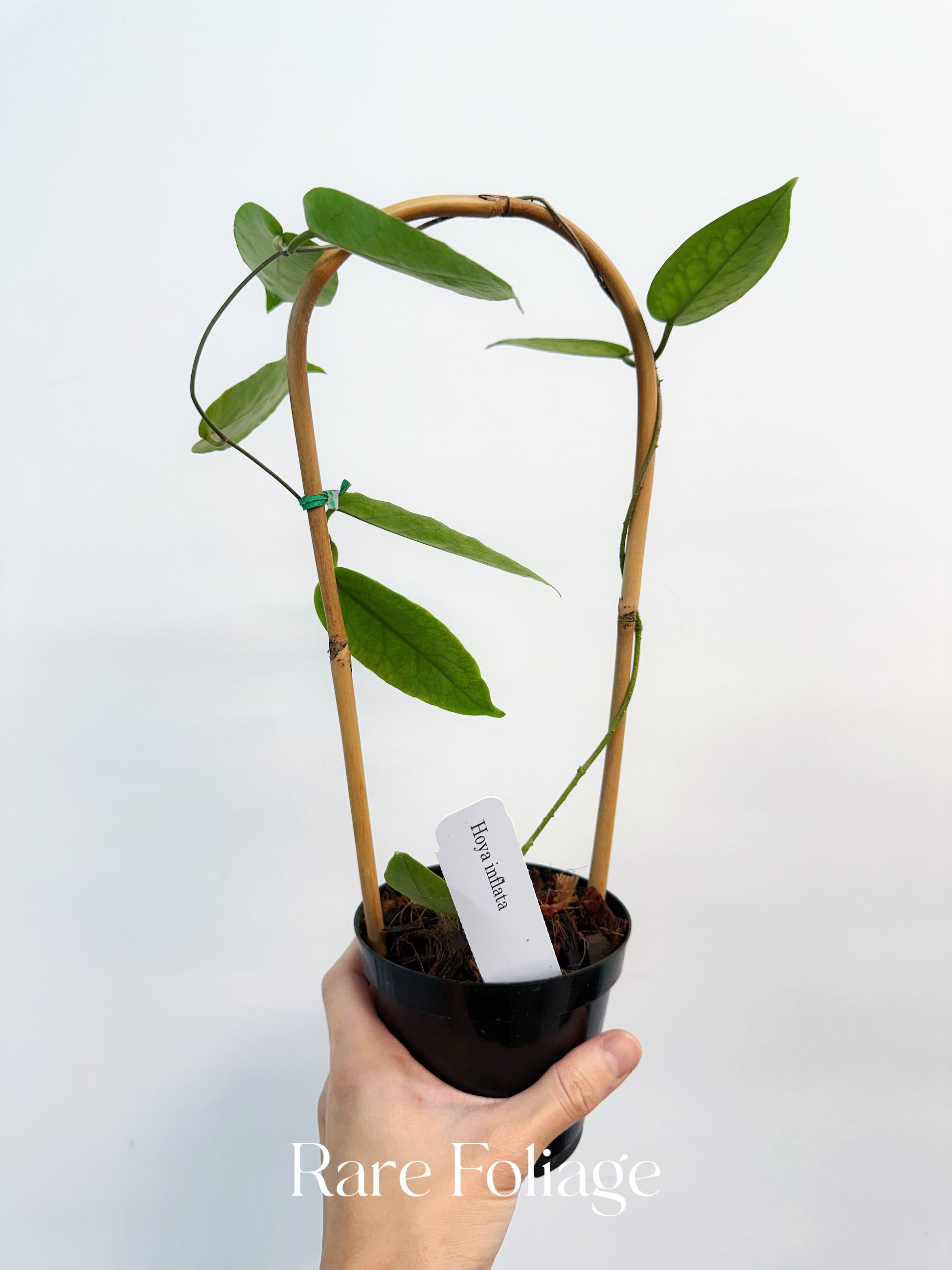 Hoya Inflata 4” – Rare Foliage Plant Co Hoya Inflata 4” – Rare Foliage Plant Co