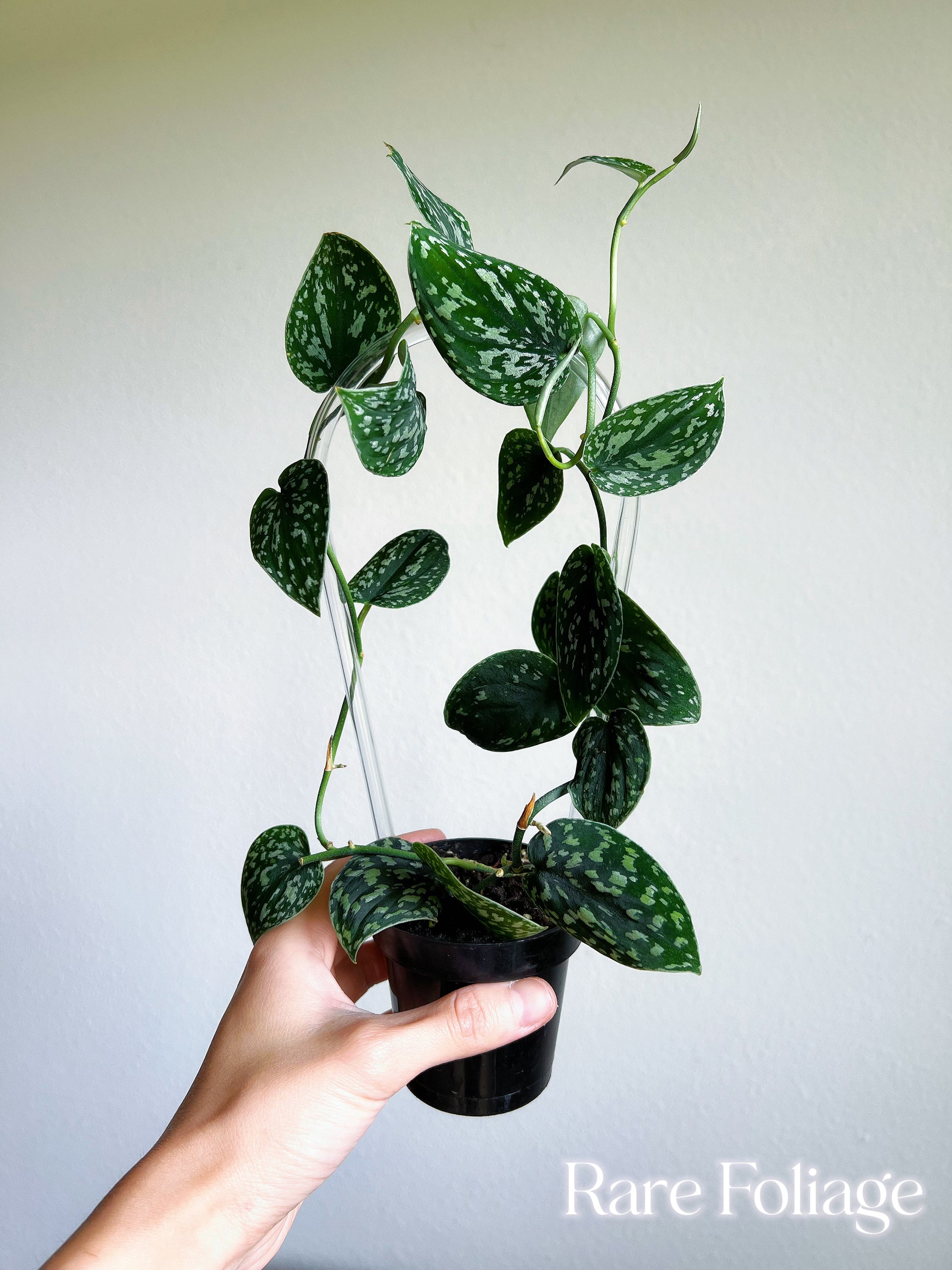 clear plant trellis Clear Acrylic Plant Trellis 10" – Rare Foliage Plant Co