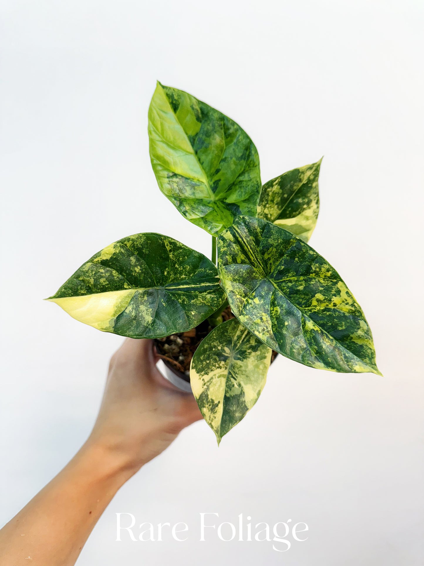 Alocasia Sinuata Variegated 4”