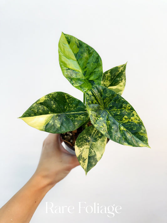 Alocasia Sinuata Variegated 4”