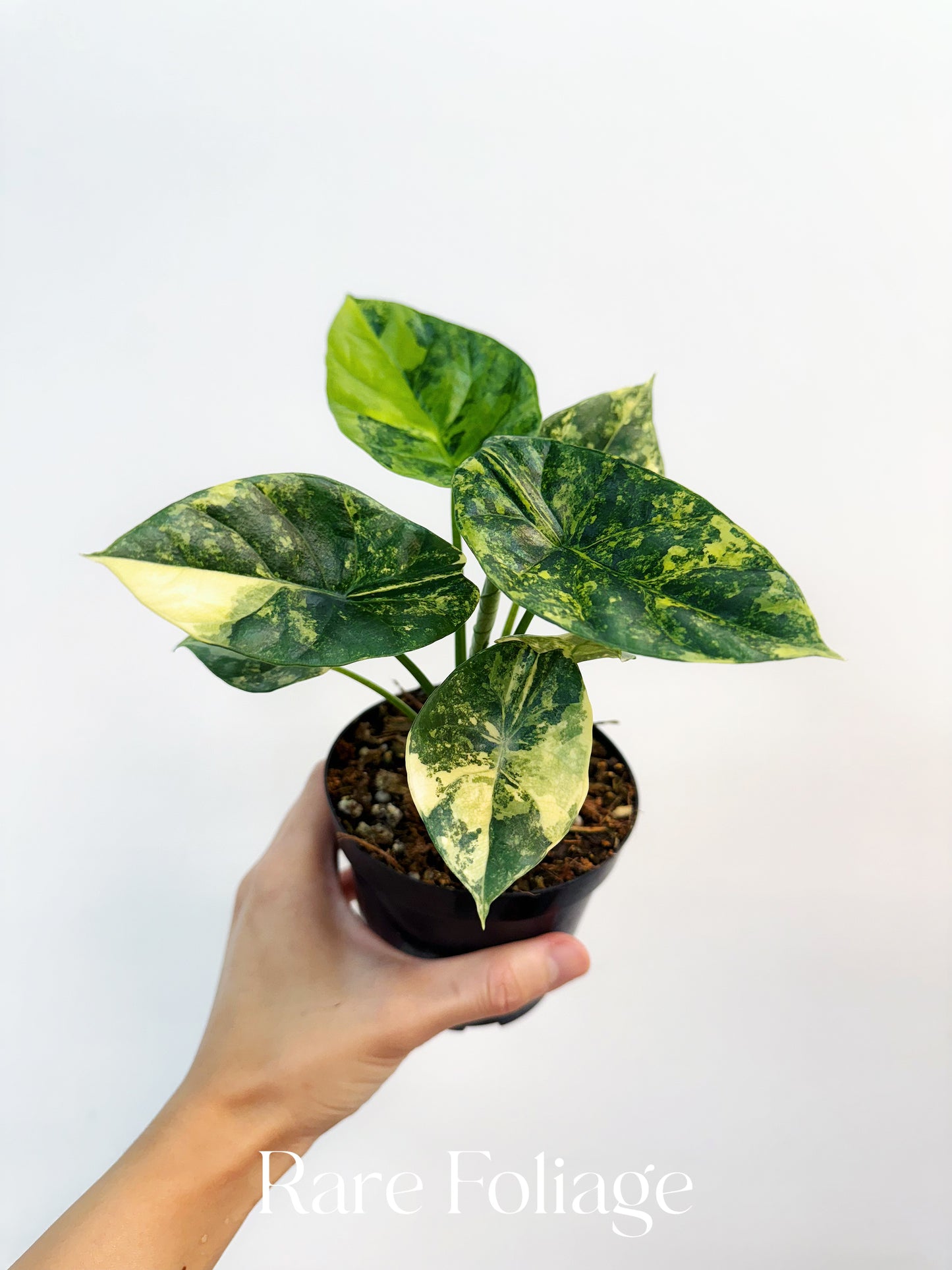 Alocasia Sinuata Variegated 4”