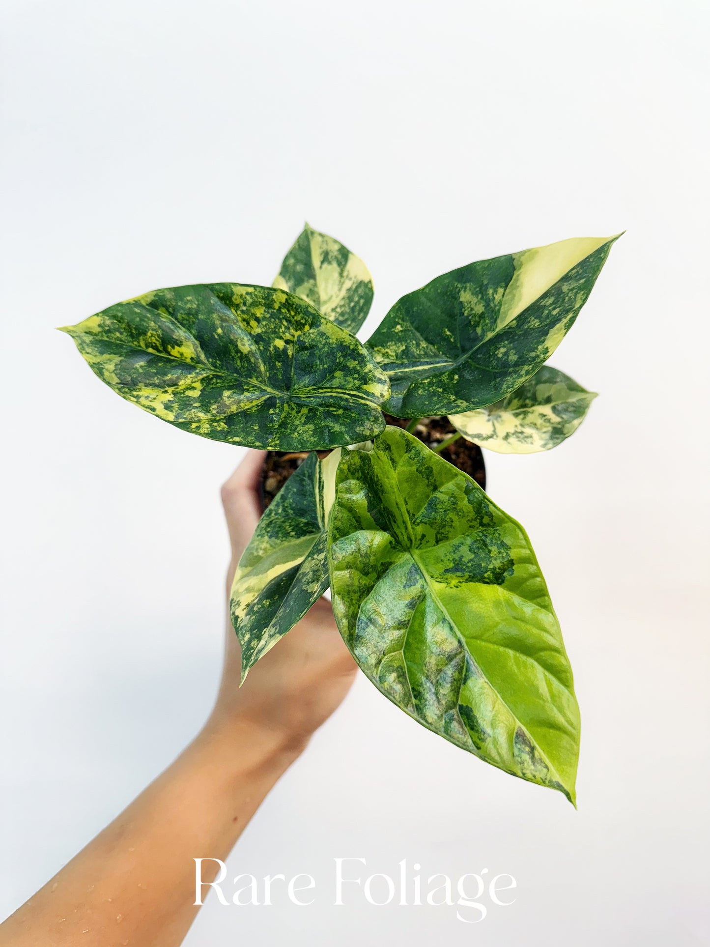 Alocasia Sinuata Variegated 4”