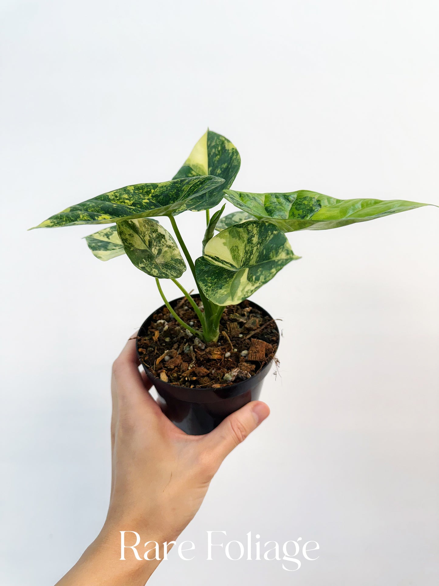 Alocasia Sinuata Variegated 4”