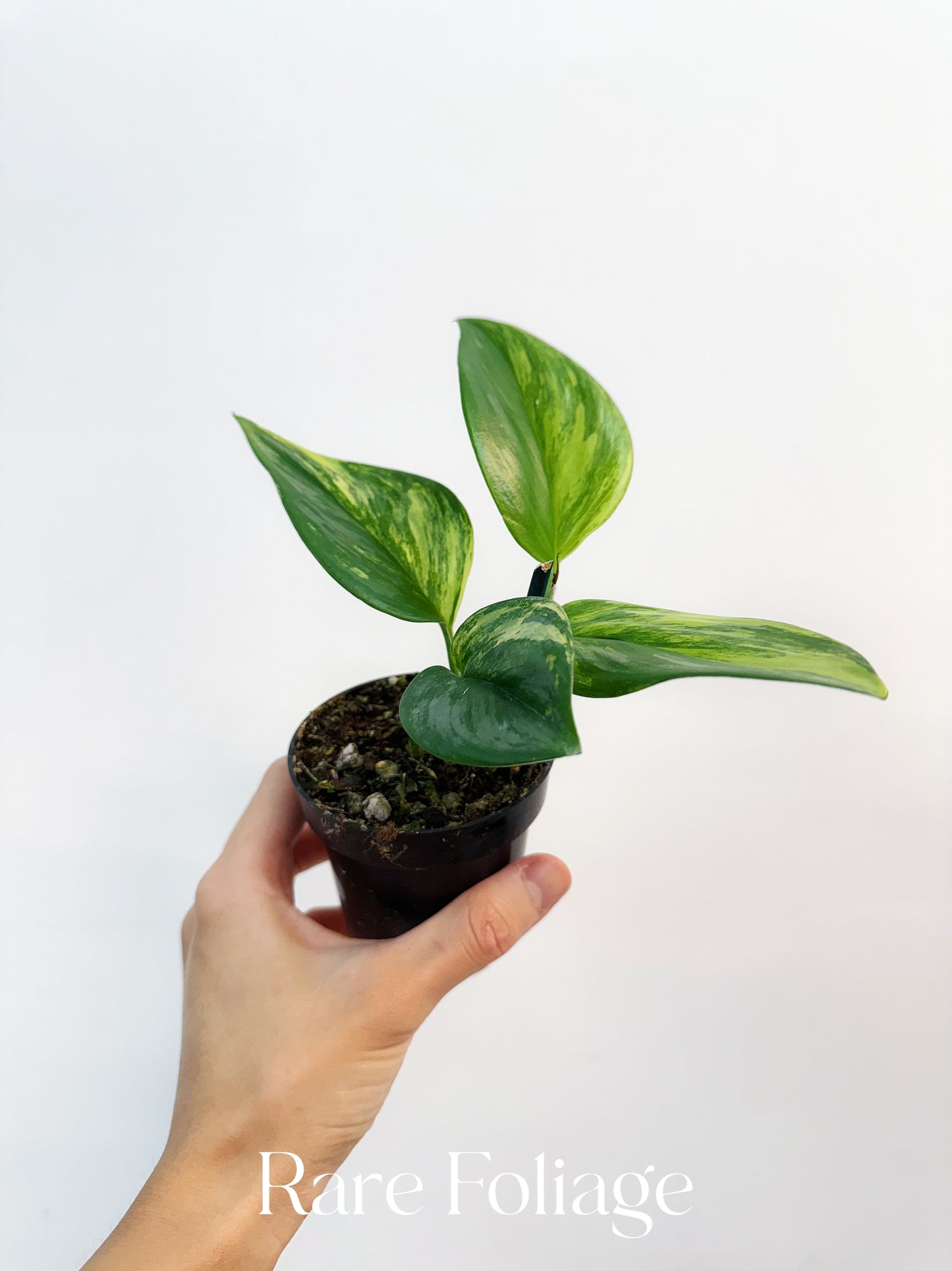 Scindapsus Rubicon 3”