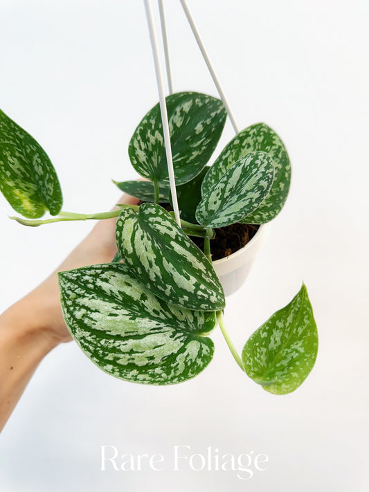 Scindapsus Tricolor 3”