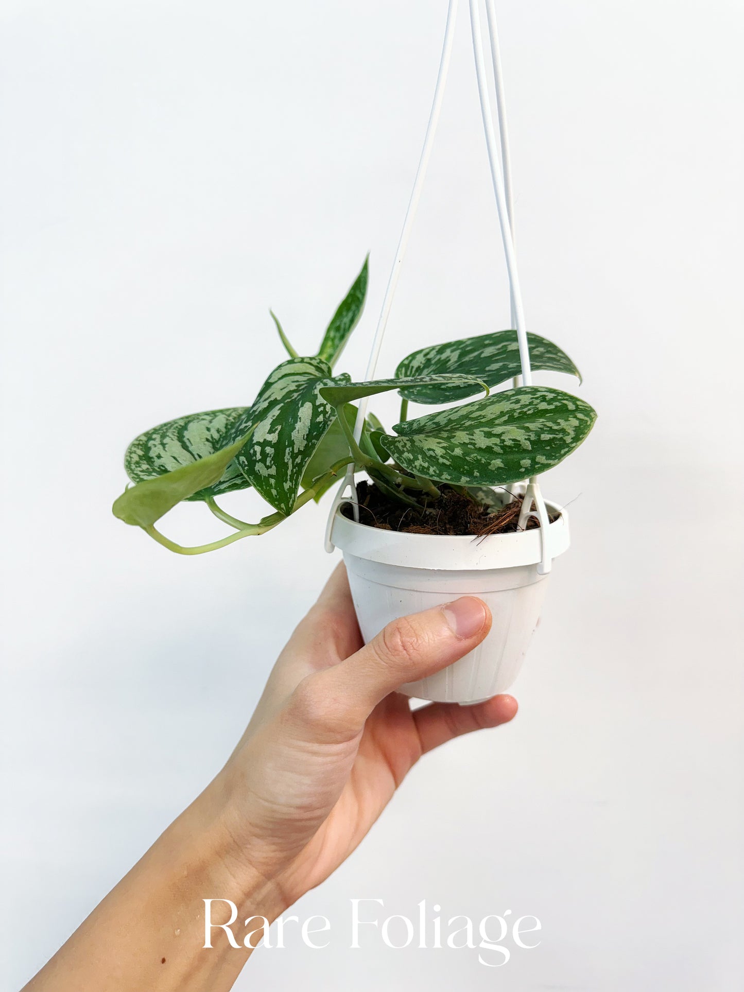 Scindapsus Tricolor 3”