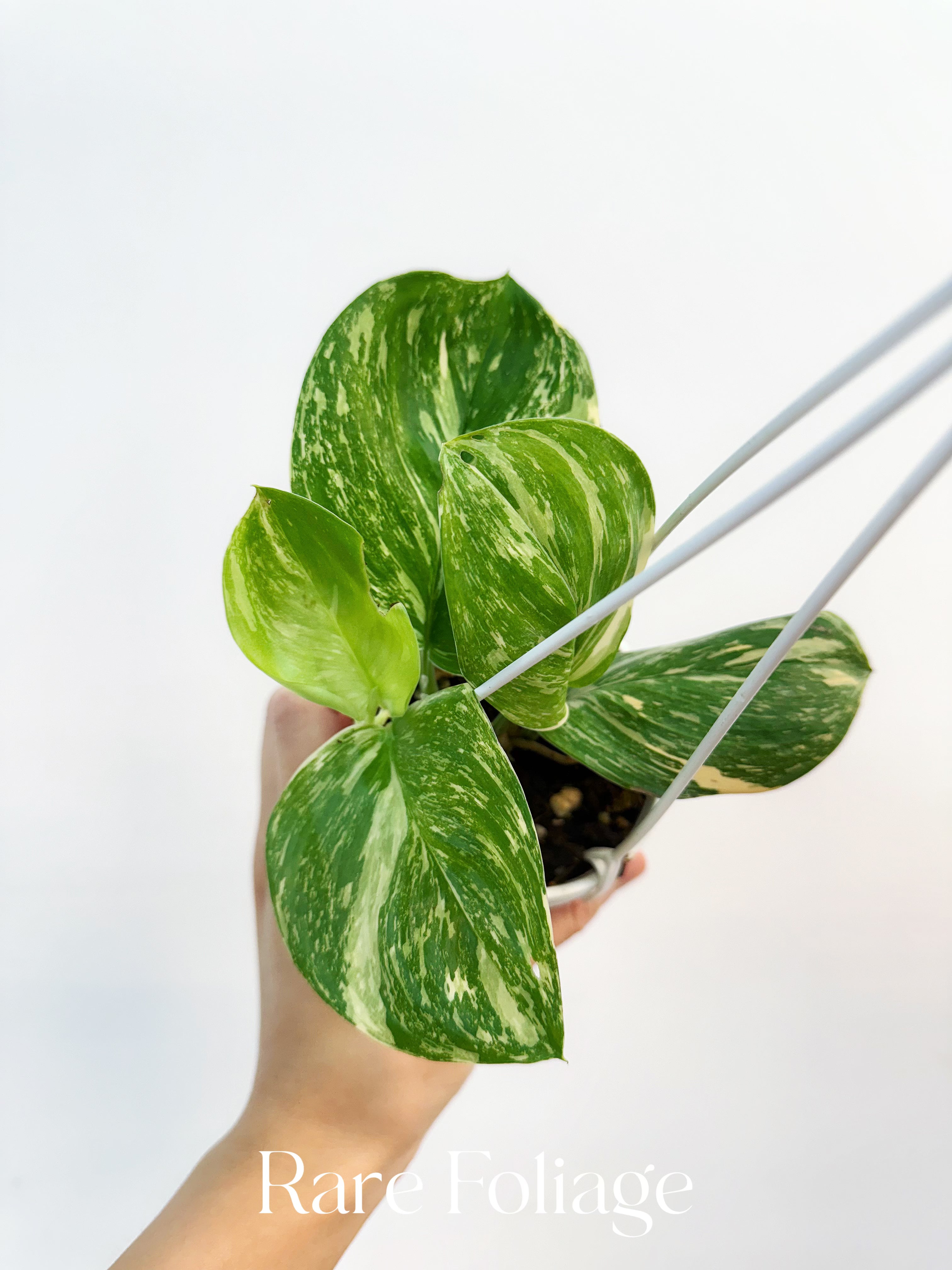 Scindapsus Moonlight Treubii Variegated - Thumbnail 5