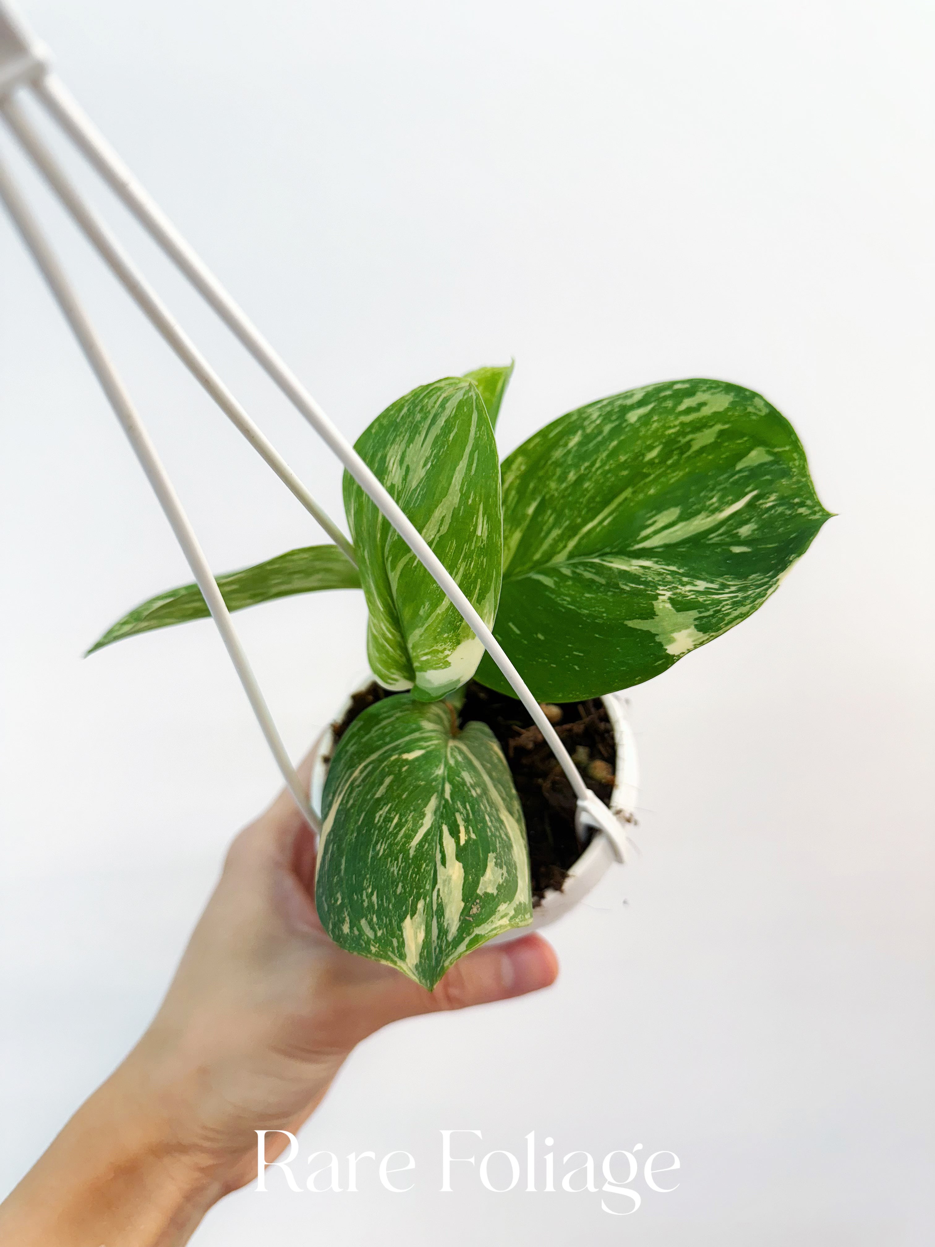Scindapsus Moonlight Treubii Variegated