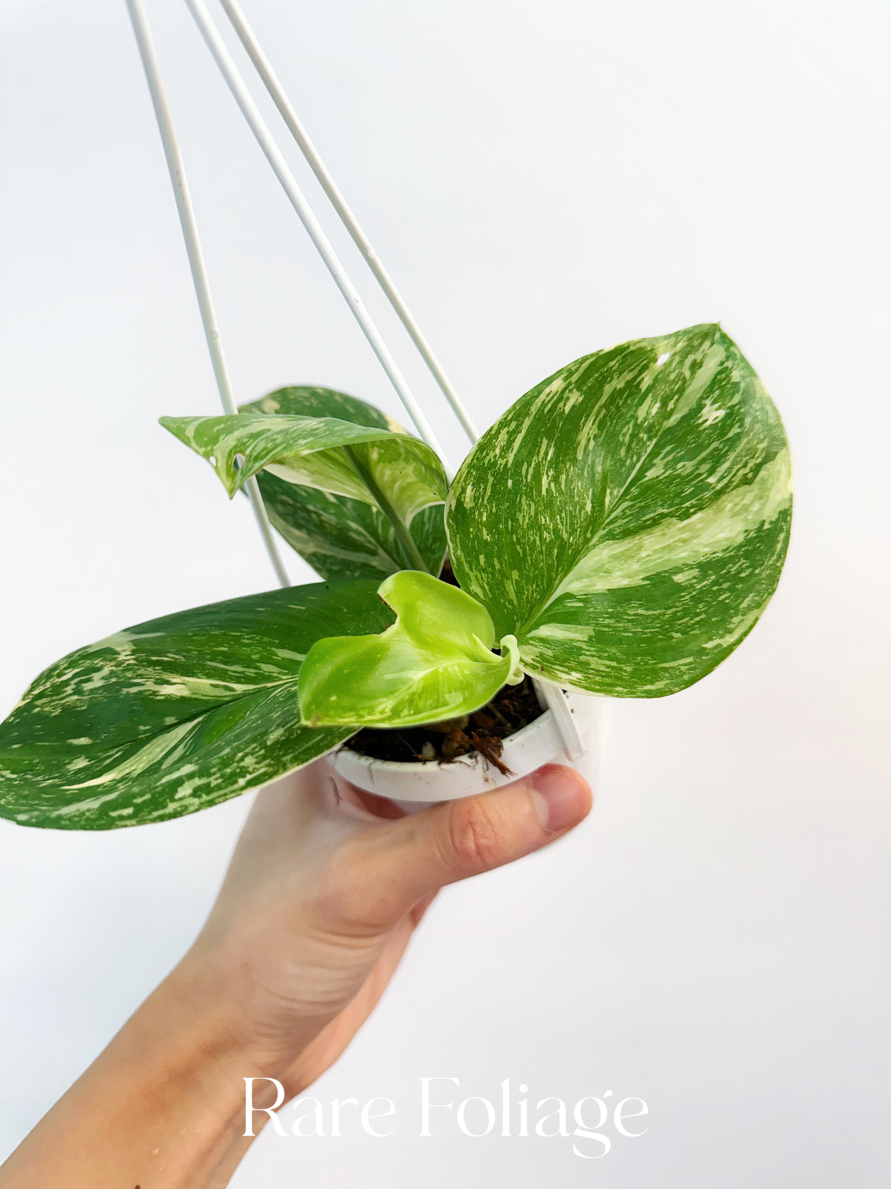 Scindapsus Moonlight Treubii Variegated - Thumbnail 3