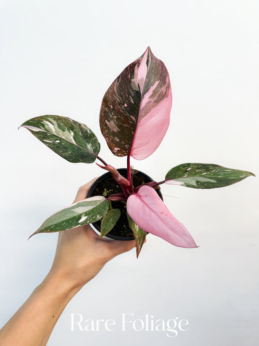Philodendron Pink Princess Marble 4"- US SELLER