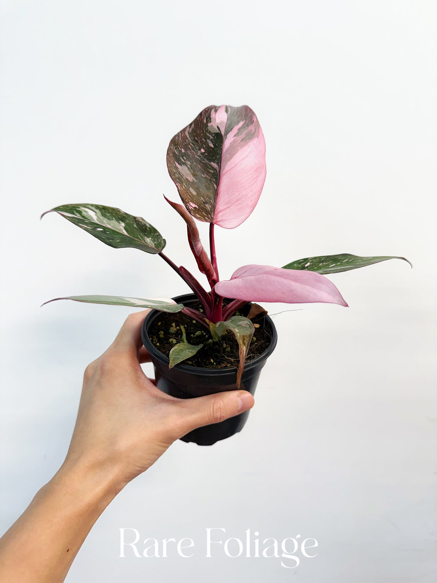 Philodendron Pink Princess Marble 4"- US SELLER