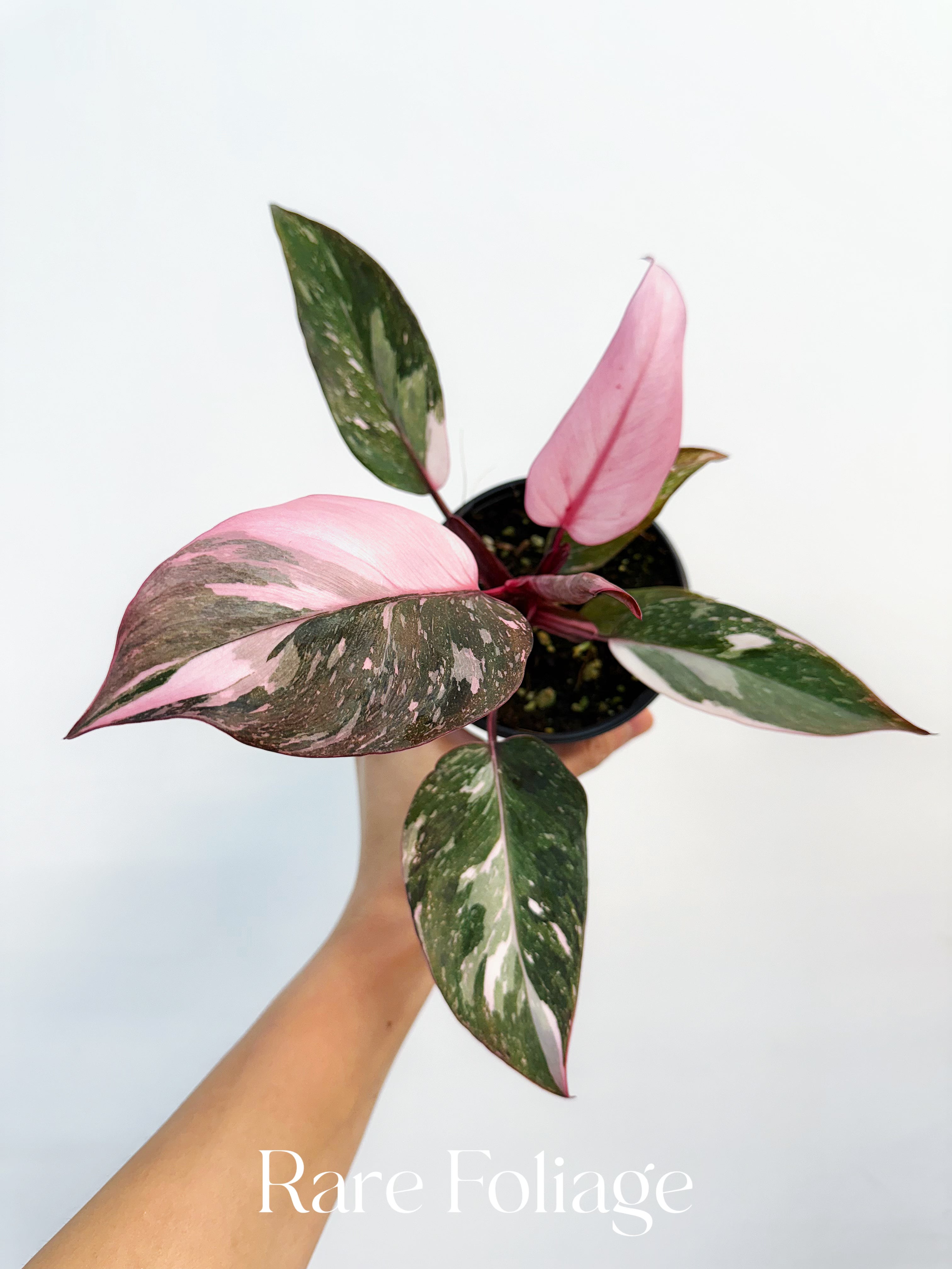 Philodendron Pink Princess Marble King - Thumbnail 4