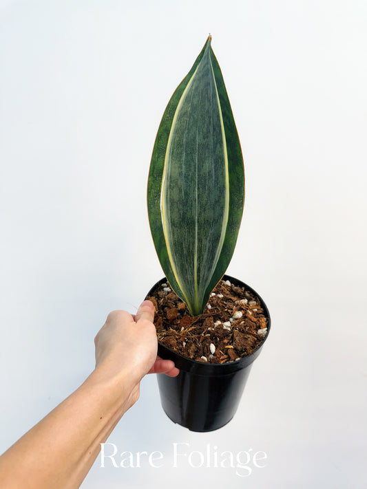 Sansevieria ‘Whale Fin’ Albo Variegated 6”