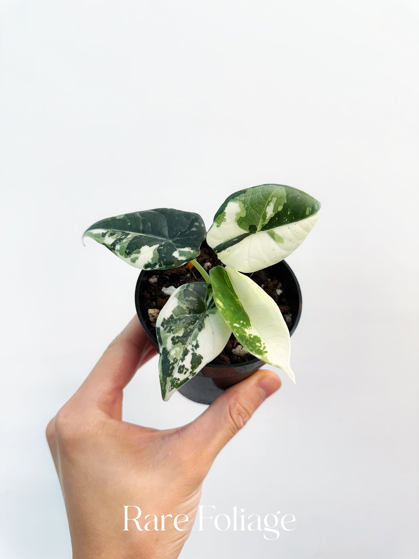 Alocasia Maharani Albo Variegated 3” Exact Plant