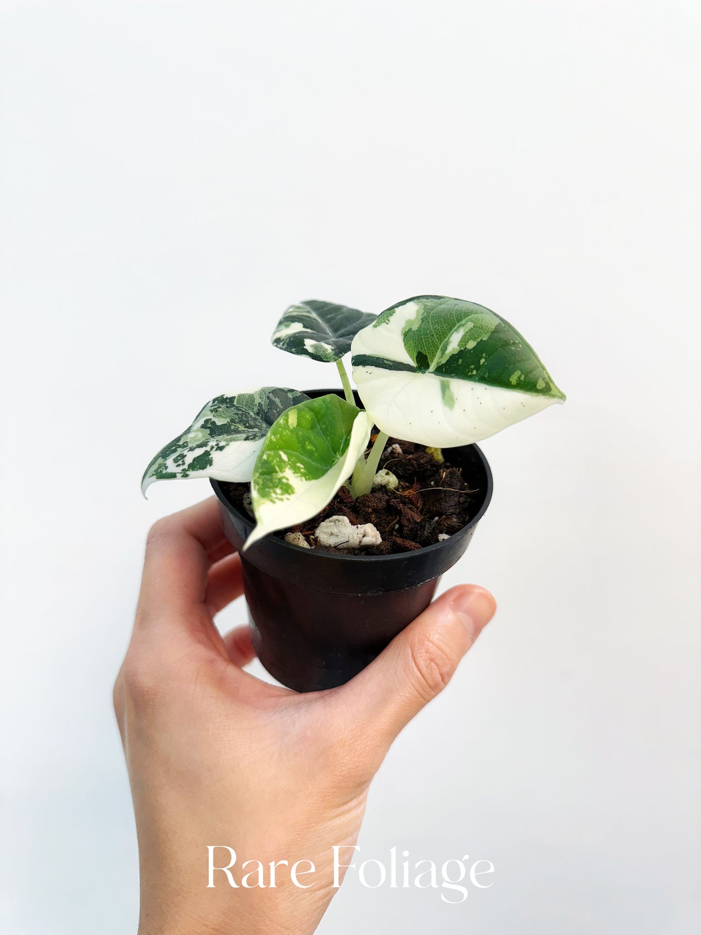Alocasia Maharani Albo Variegated 3” Exact Plant