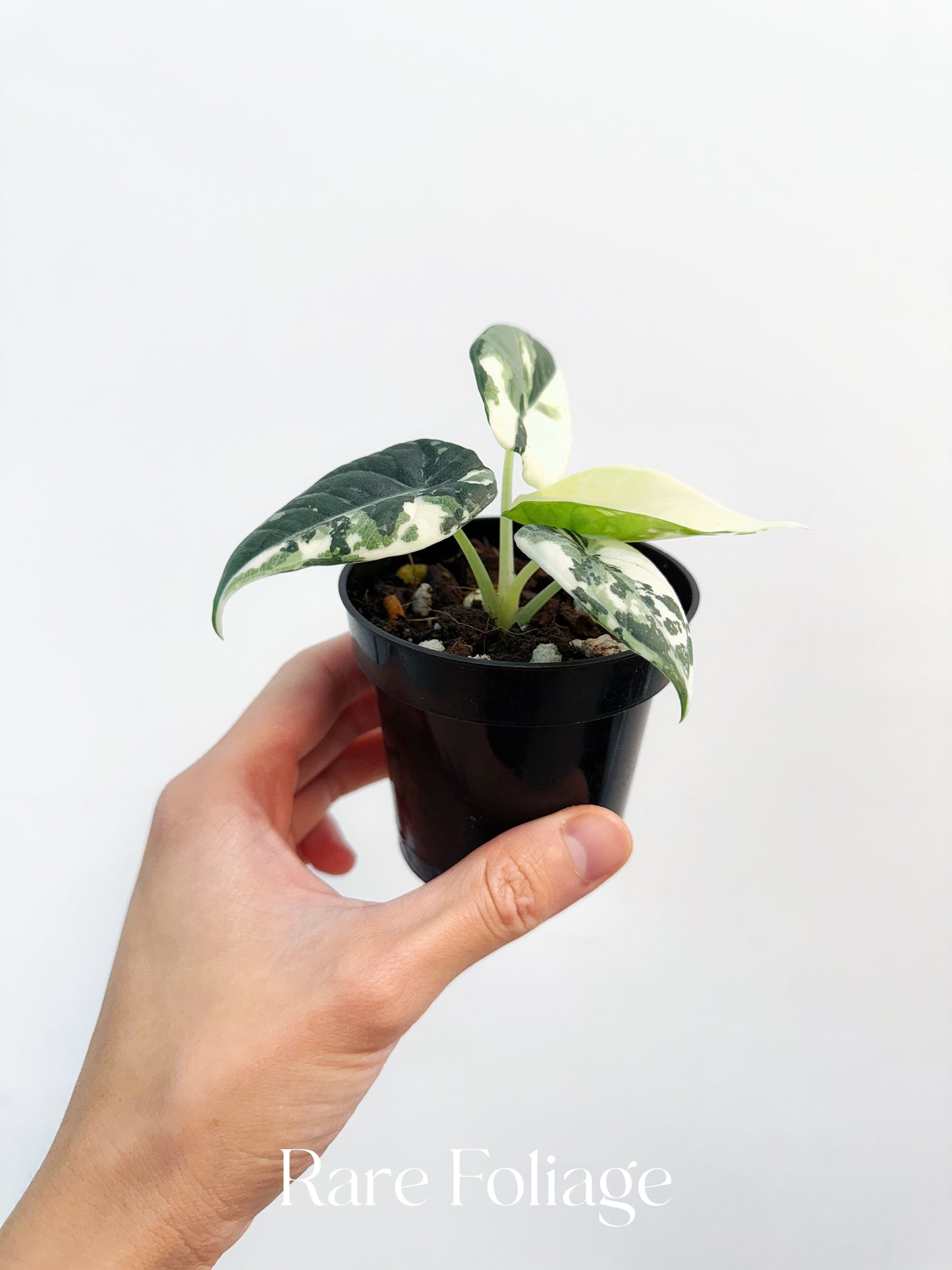 Alocasia Maharani Albo Variegated 3” Exact Plant