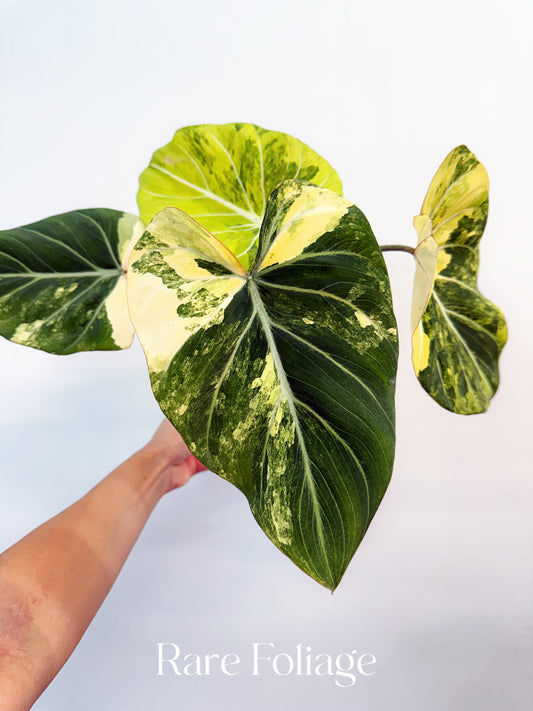 Philodendron Gloriosum Variegated 4" Exact Plant