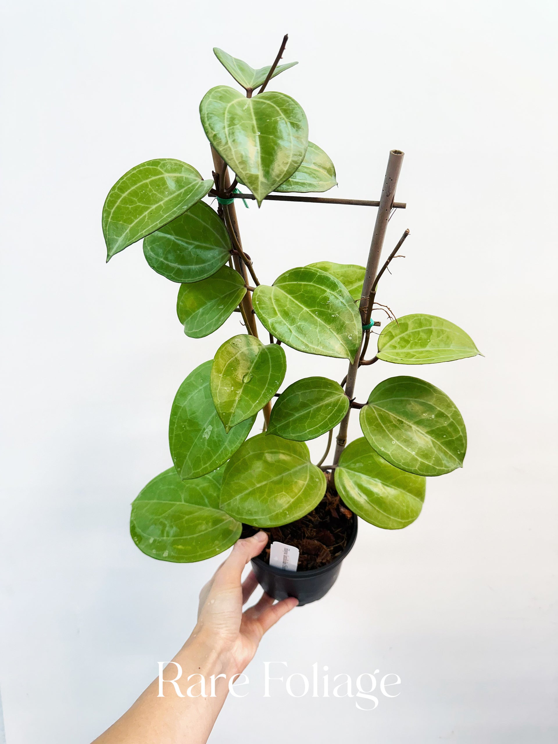 レア　大葉ホヤHoya Sp Sarawak サクララン5号中苗 レア 大葉ホヤHoya Sp Sarawak サクララン5号中苗