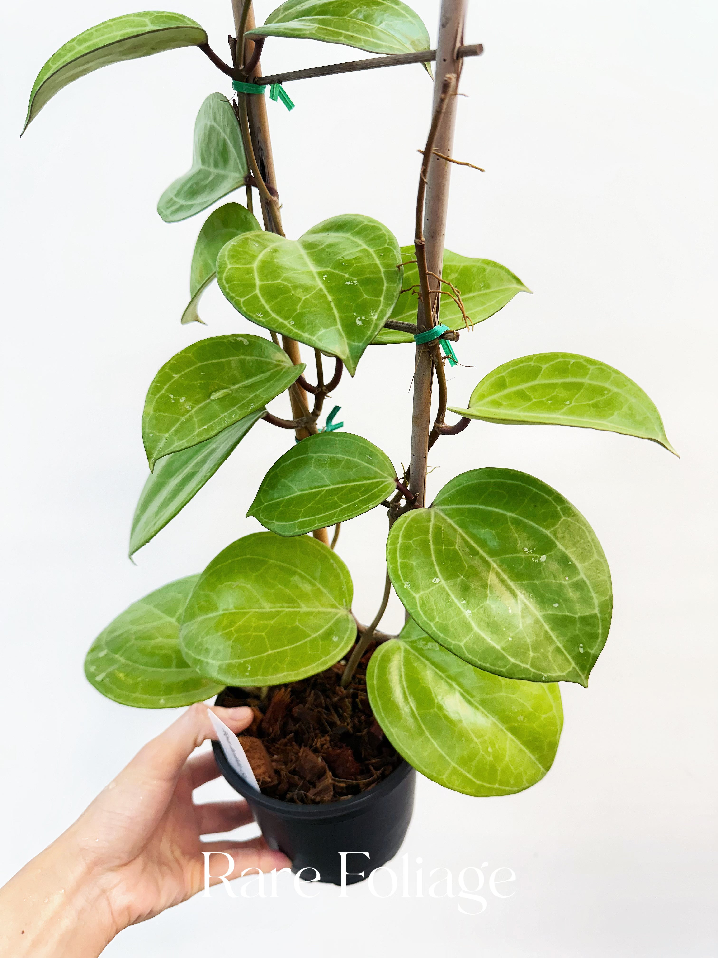 Hoya Sarawak Cream 5" Trellis