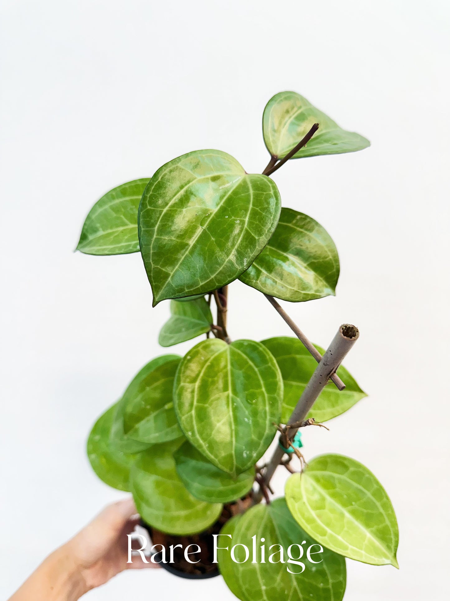 Hoya Sarawak Cream 5" Trellis