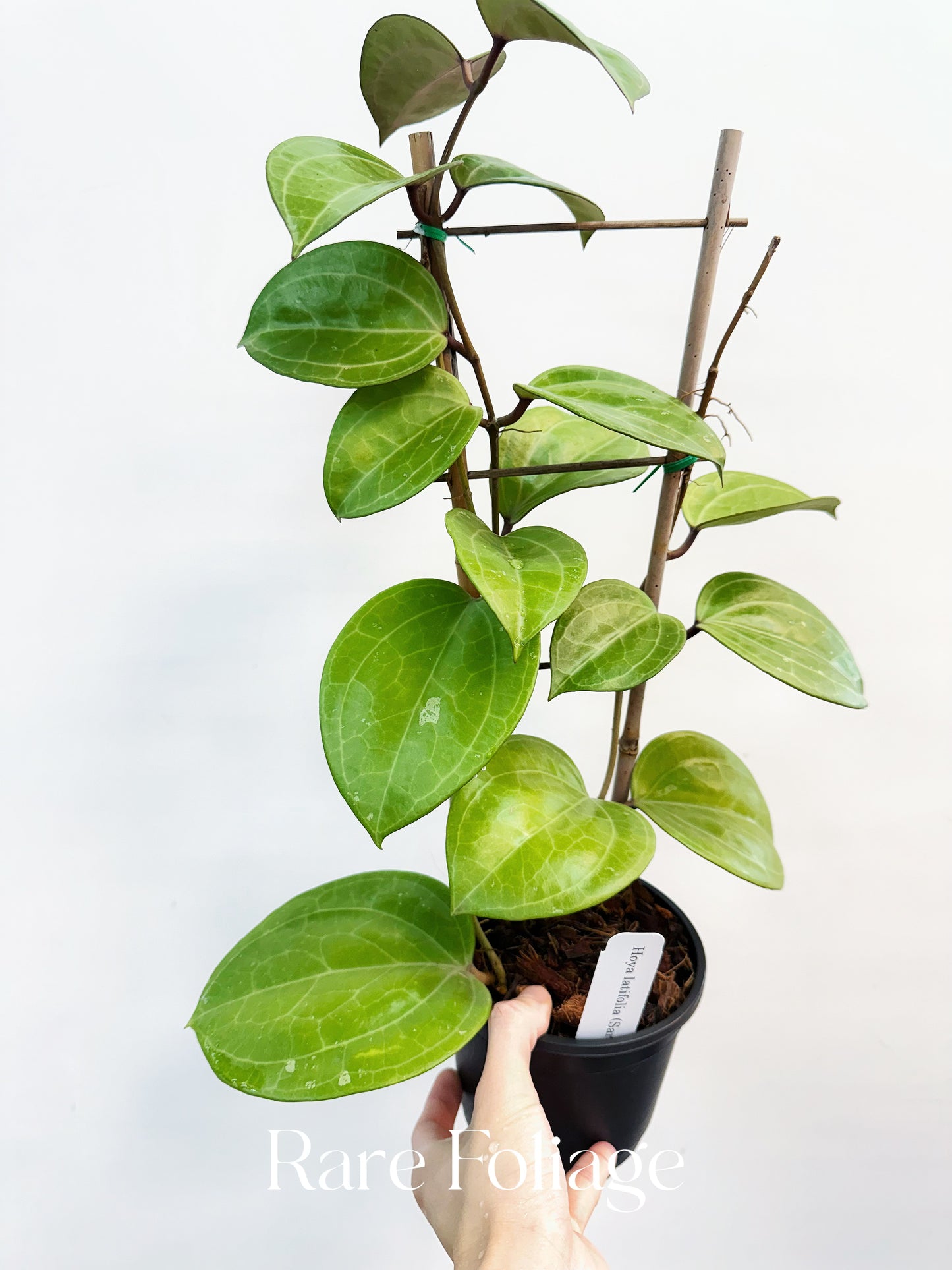 Hoya Sarawak Cream 5" Trellis