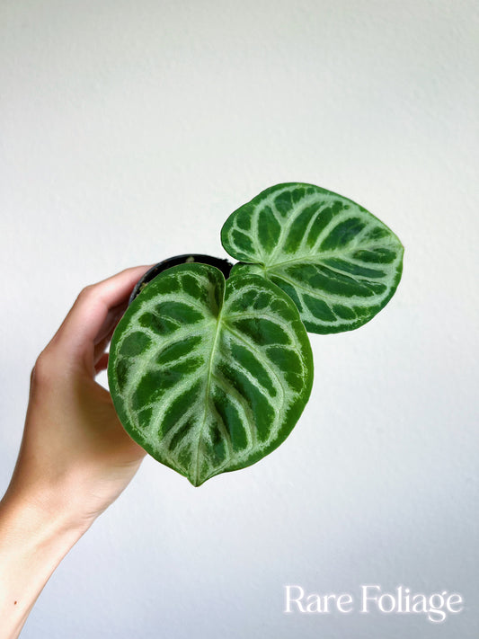 Anthurium Dorayaki Silver 3"