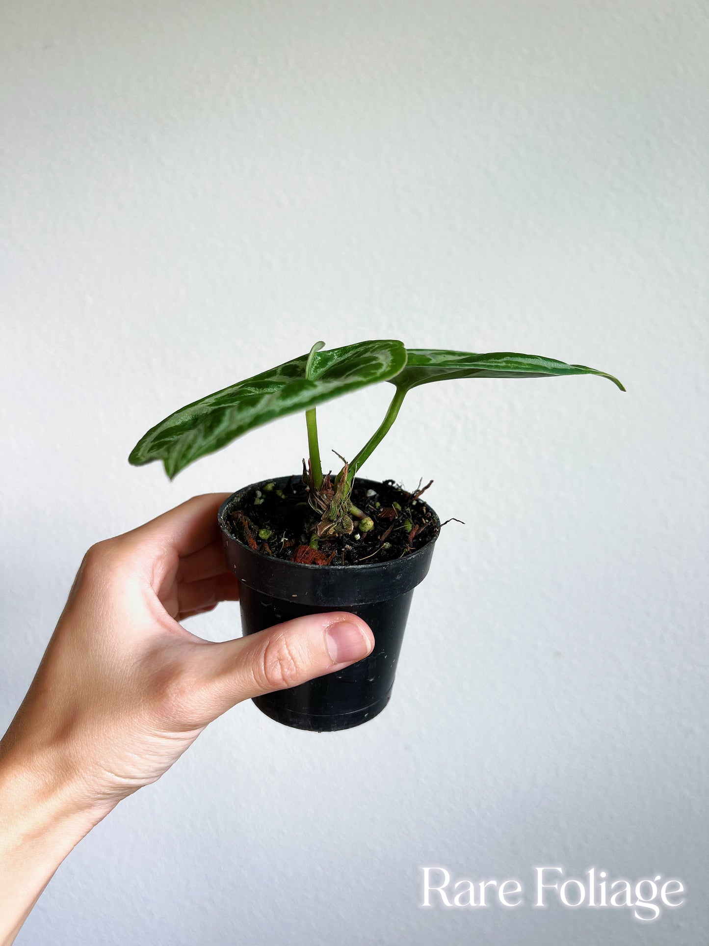 Anthurium Dorayaki Silver 3"