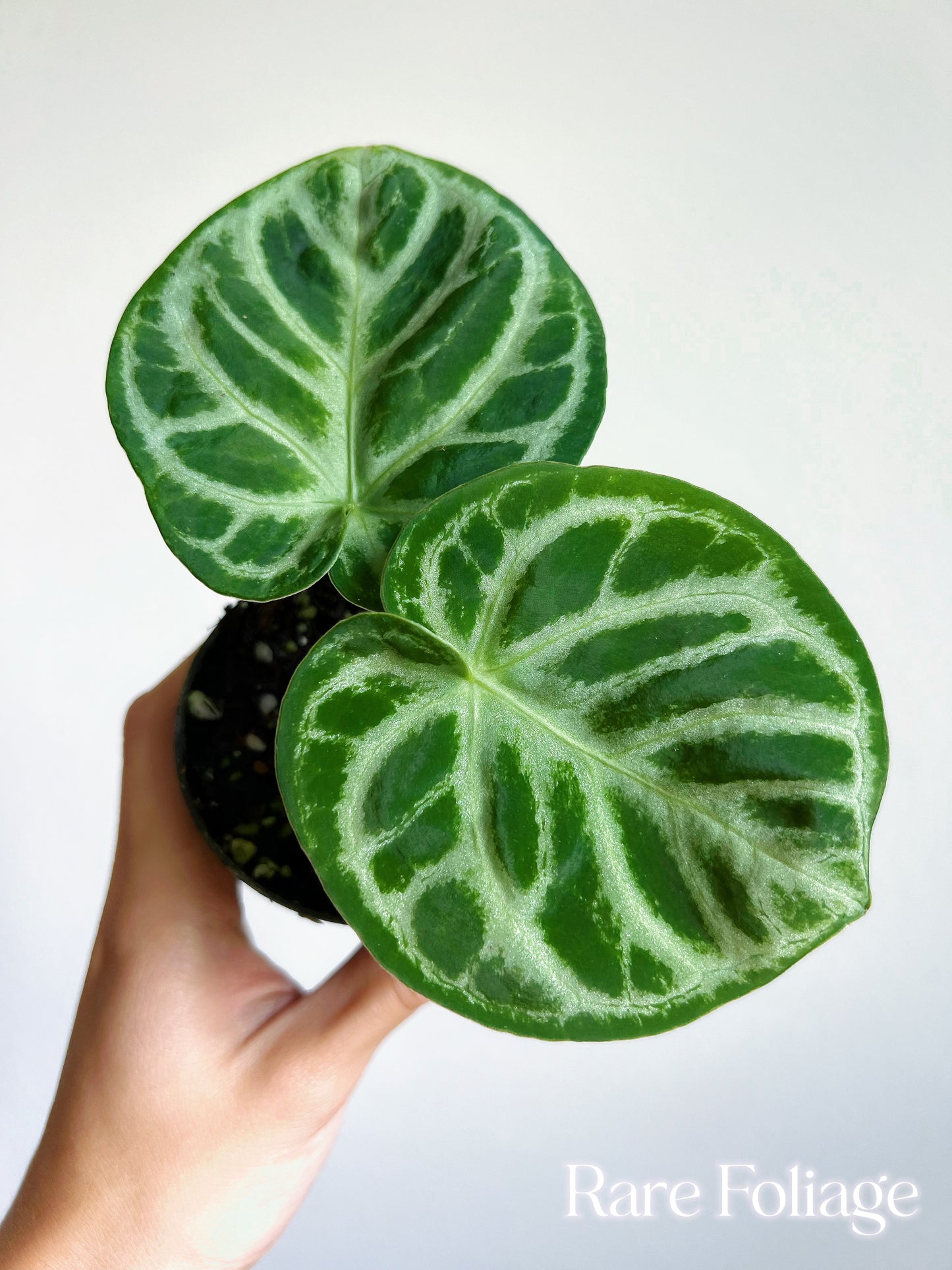 Anthurium Dorayaki Silver 3"