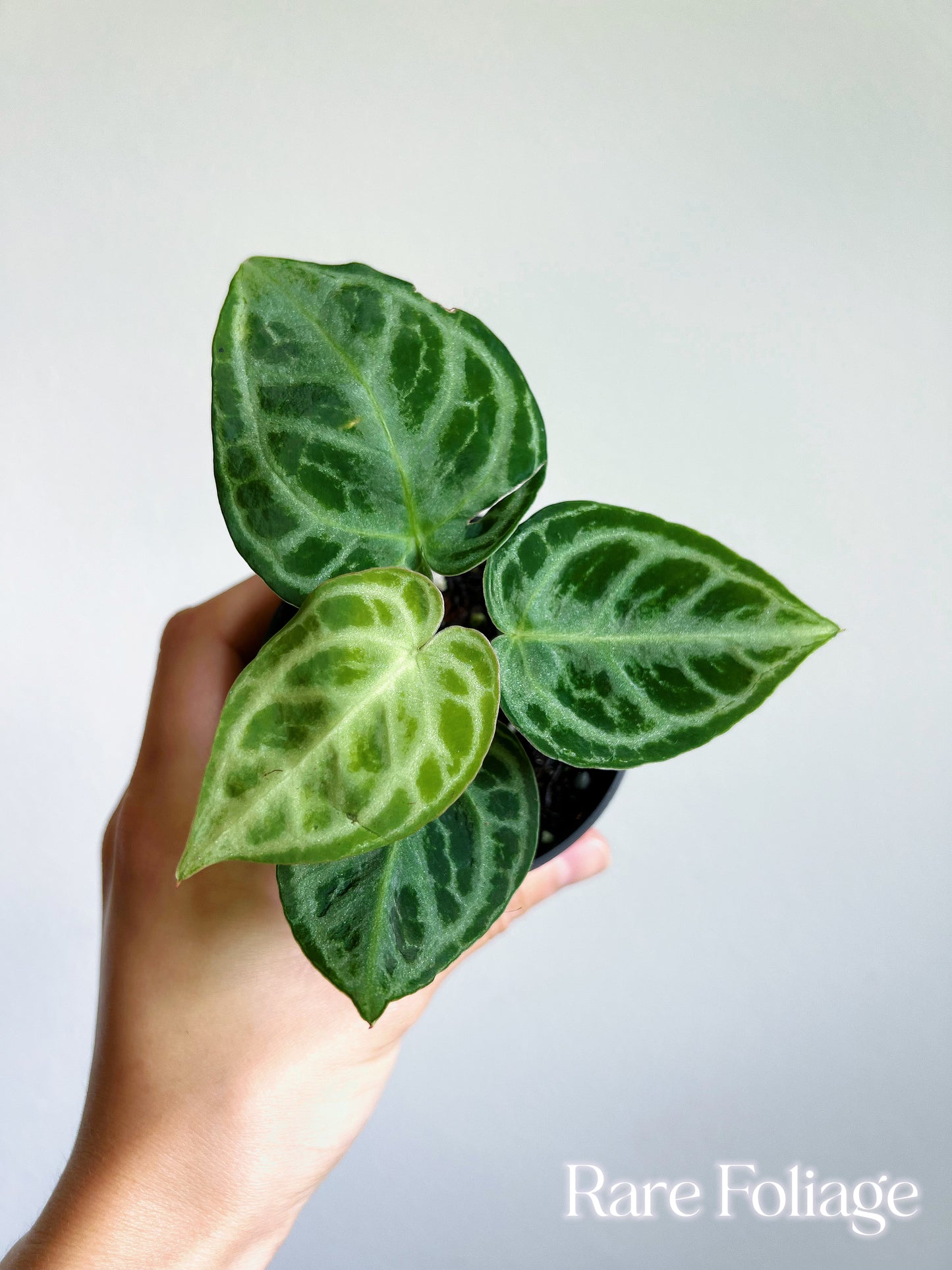 Anthurium Dorayaki Silver 3"