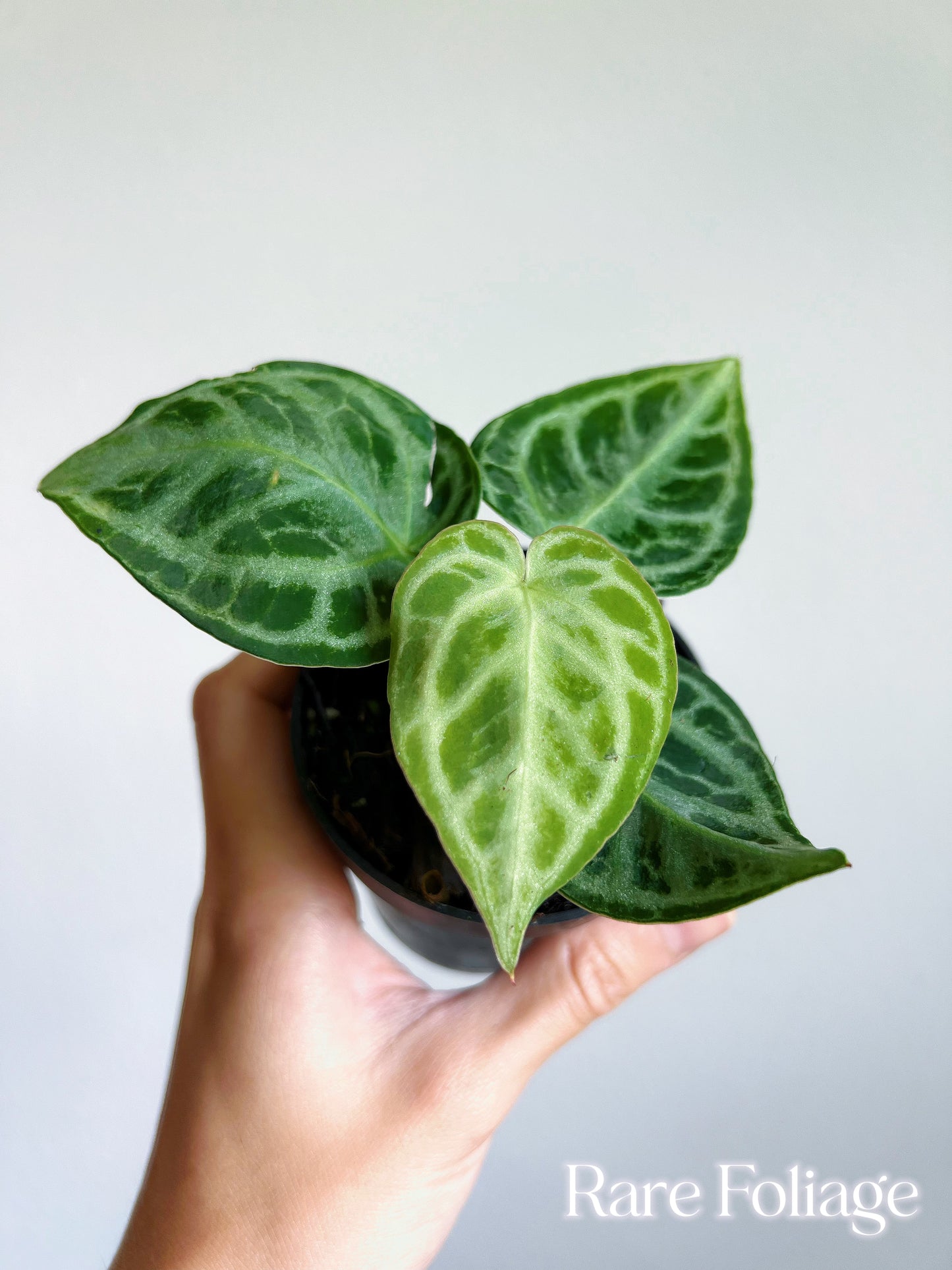 Anthurium Dorayaki Silver 3"