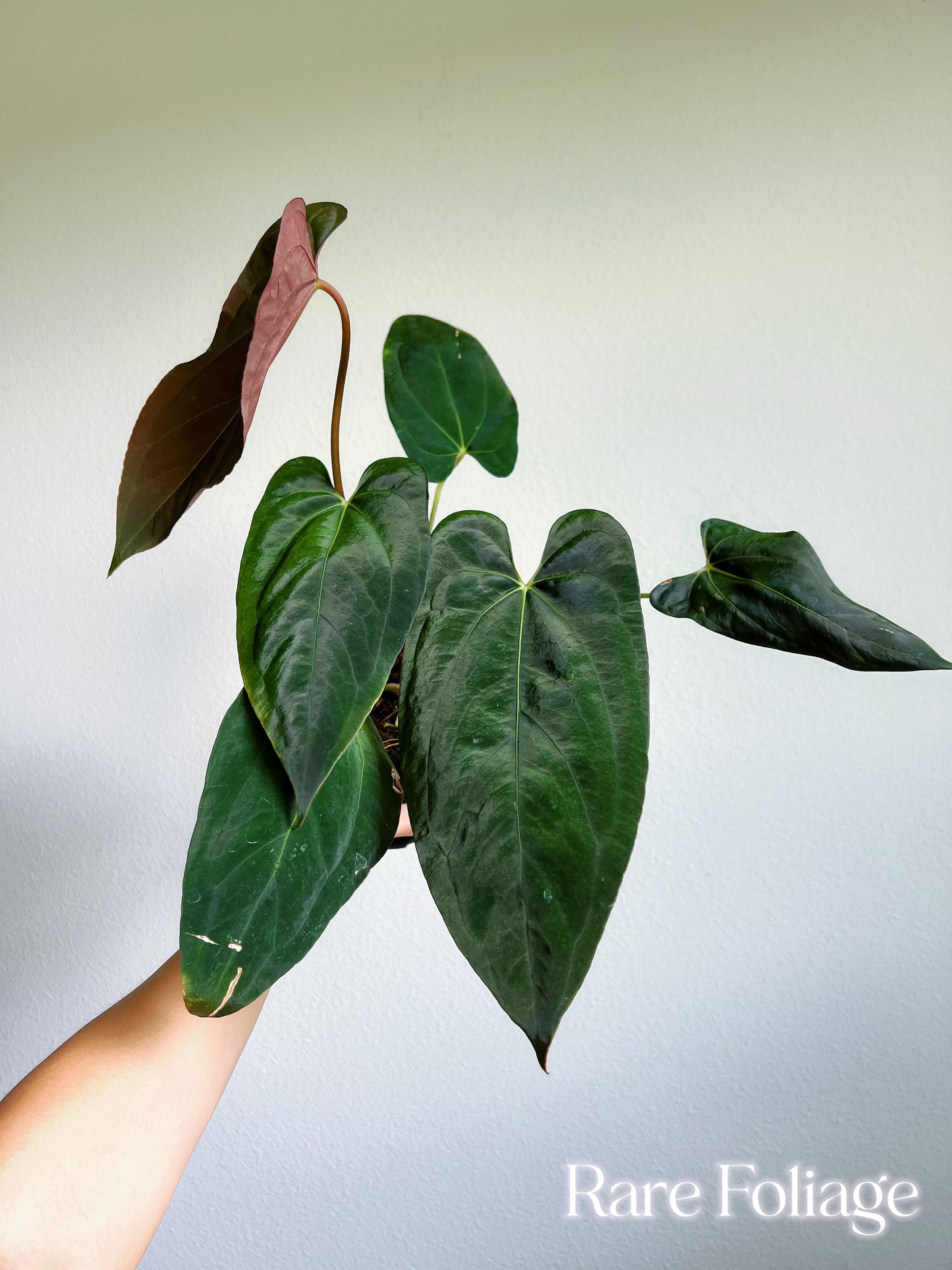 Anthurium Blue Papillilaminum x Fort Sherman (Kartel Daun) 4”