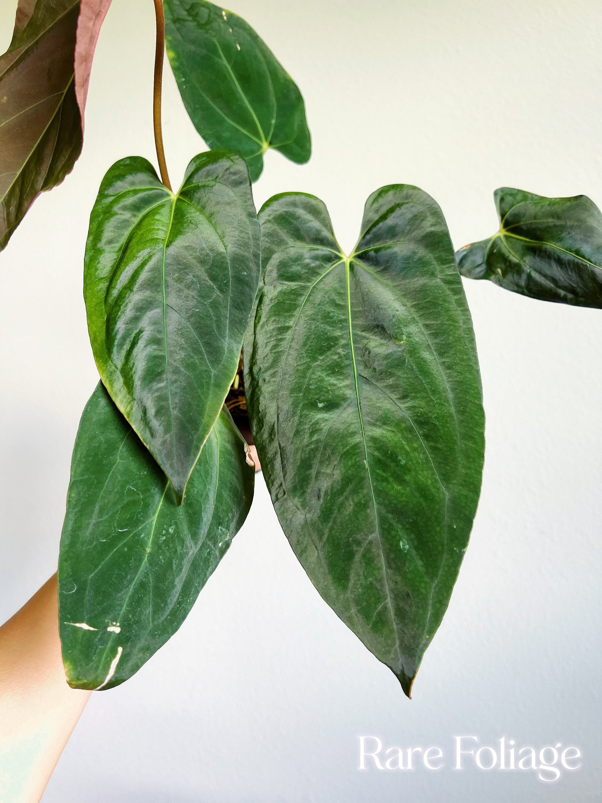 anthurium blue cross blue shield Anthurium Blue Papillilaminum x Fort Sherman (Kartel Daun) 4” – Rare Foliage Plant Co