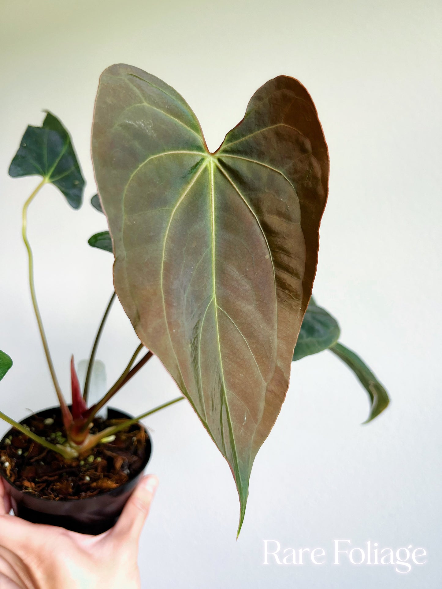 Anthurium Blue Papillilaminum x Fort Sherman (Kartel Daun) 4”