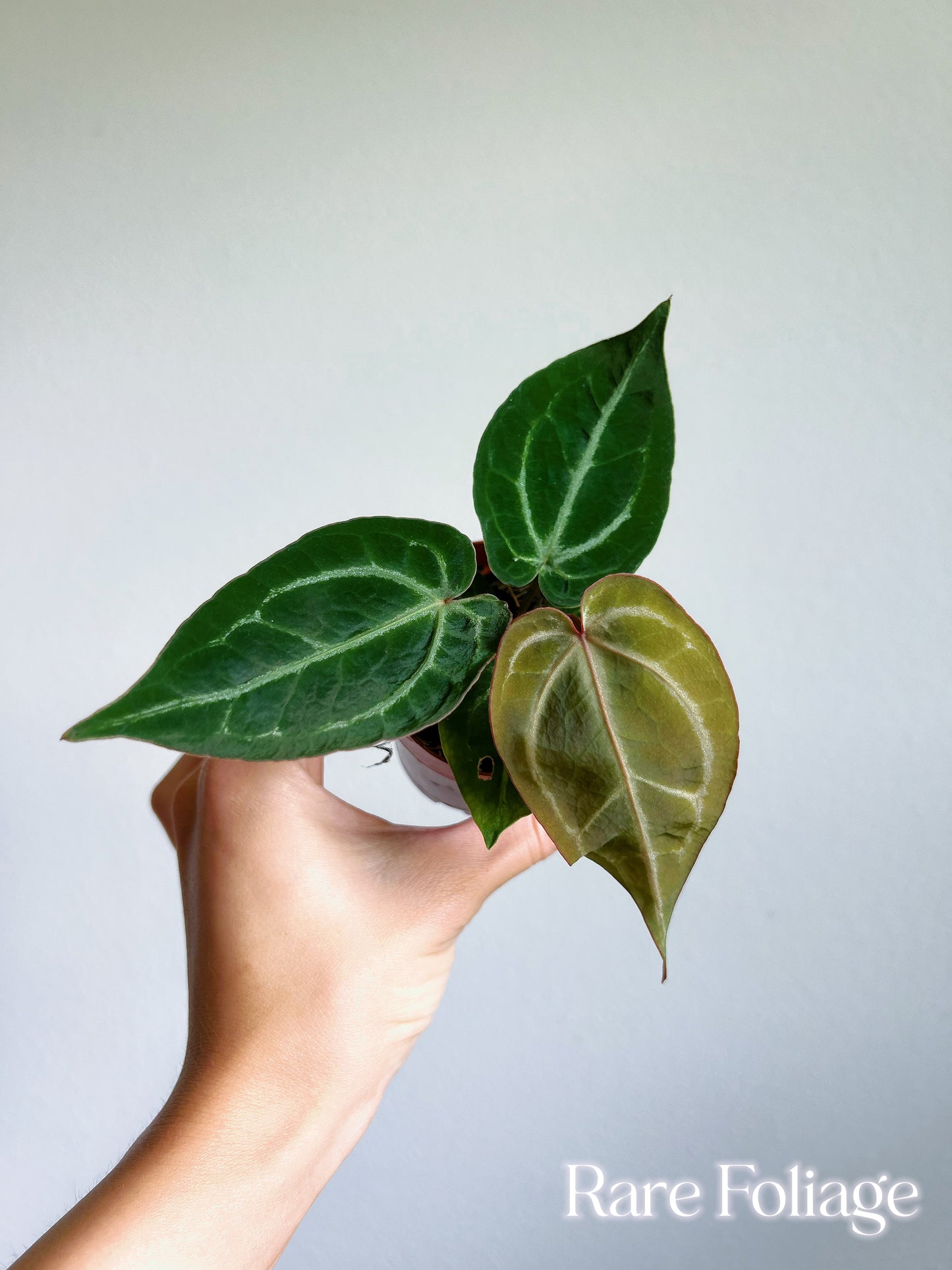 Anthurium Red Crystallinum Seedling 3"